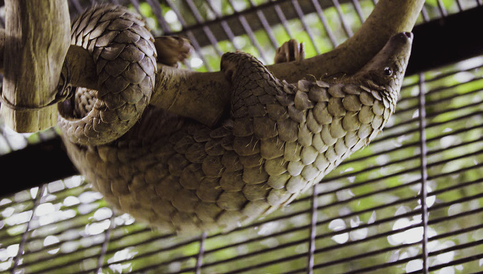 Pangolin on branch in enclosure