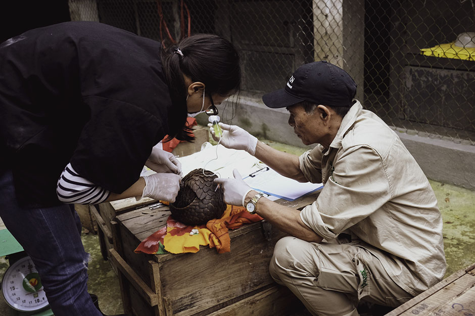 Tham helping a vet give fluids to rescued pangolin