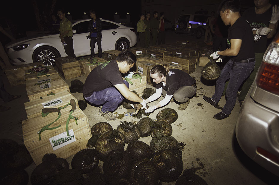 Trafficked pangolins being rescued 