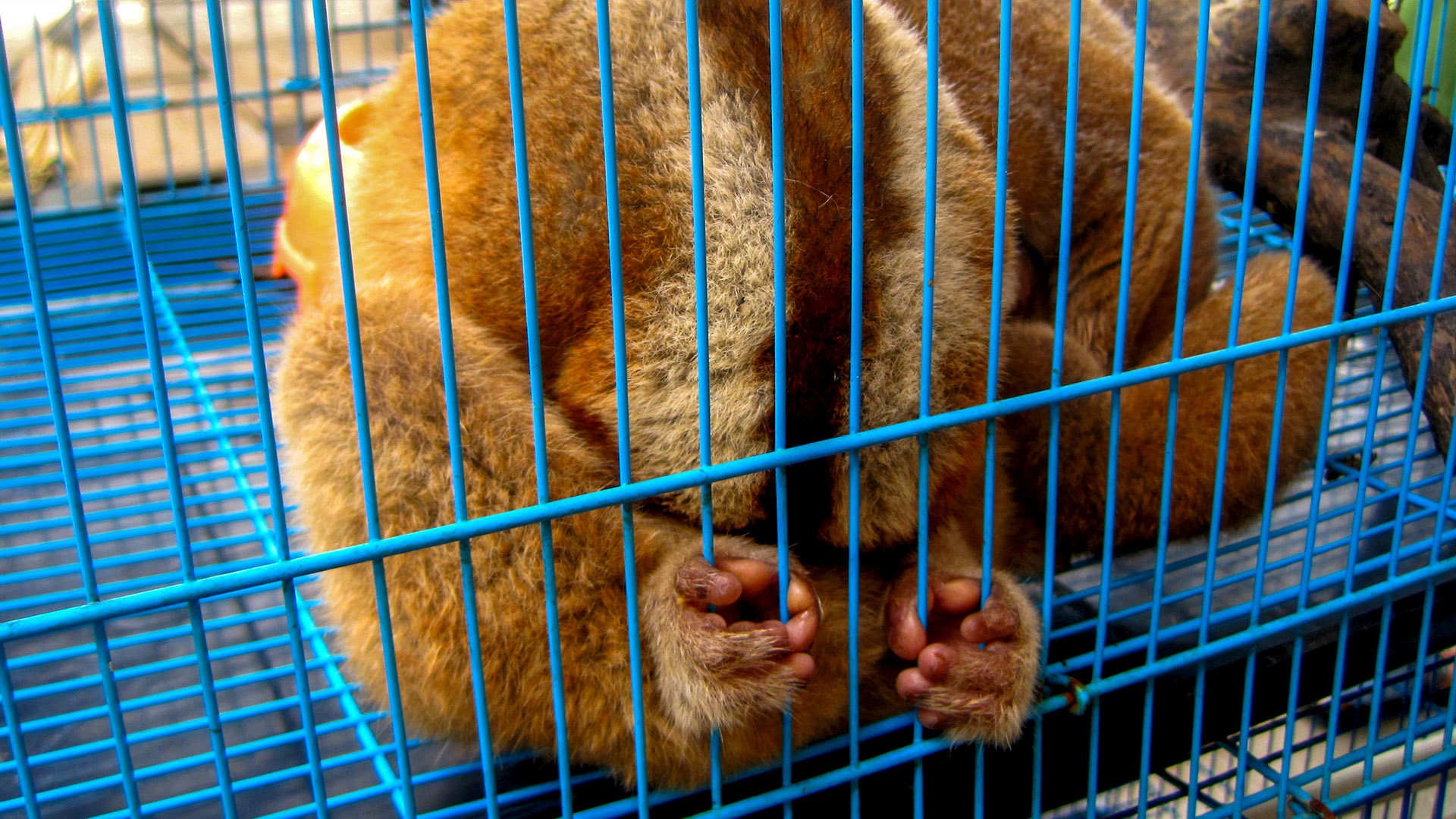 Slow loris held captive in cage