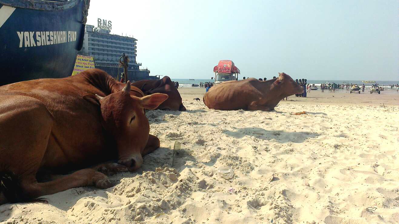 Day 11 cows sleeping on the beach
