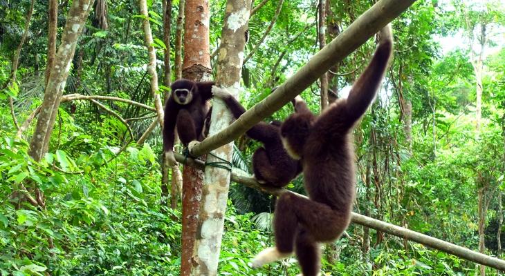 Keeping gibbons as pets? Not something to ape
