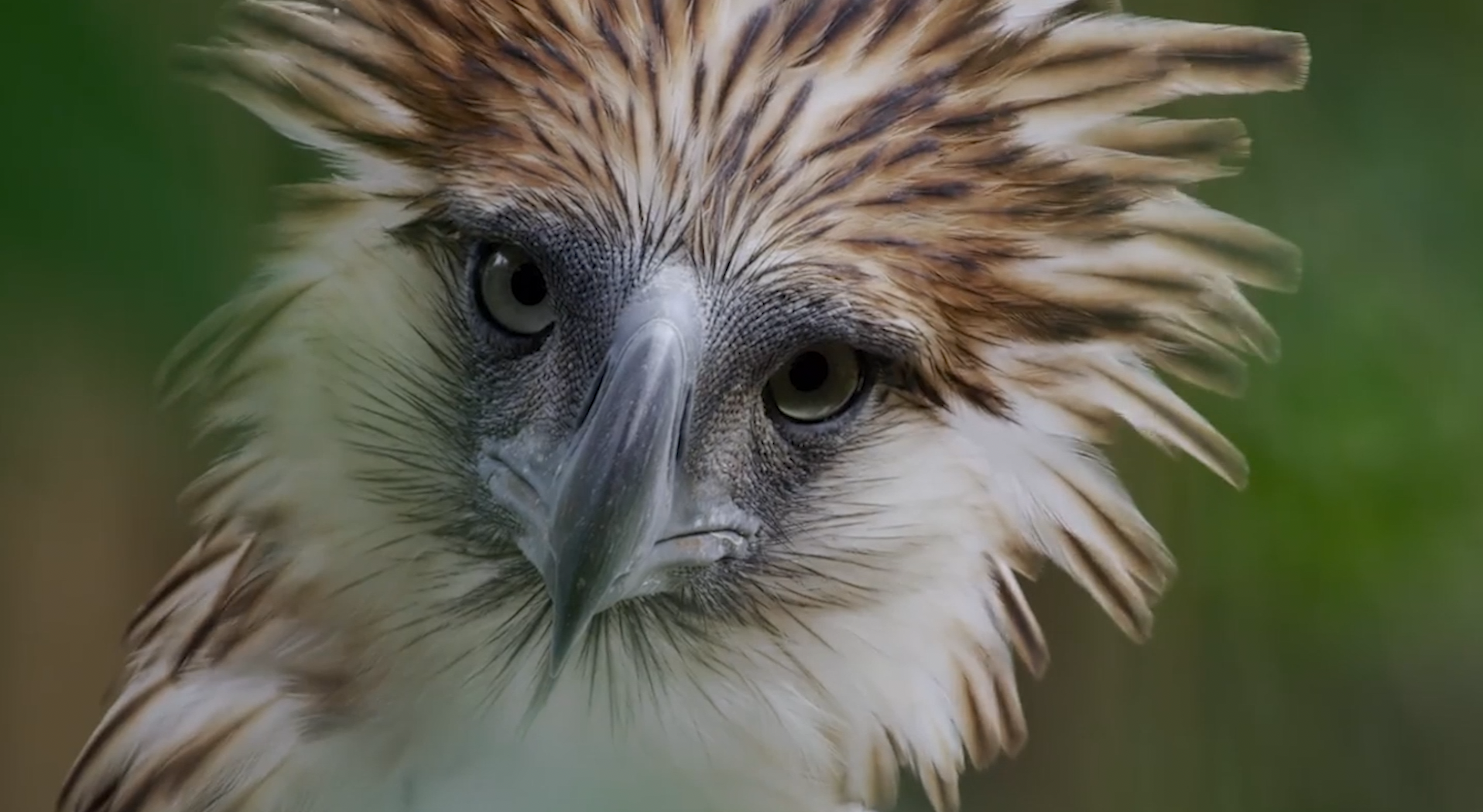 Saving the rarest eagle in the world from extinction