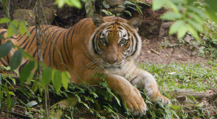 When It Comes to Saving the Malayan Tiger, the Time Is Now