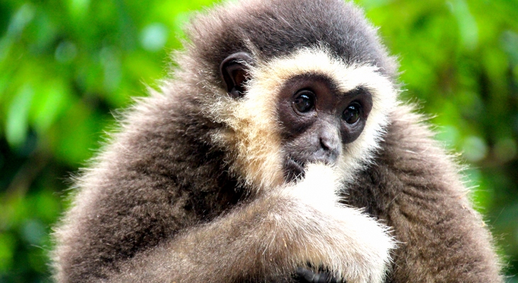 The Gibbon Guardian