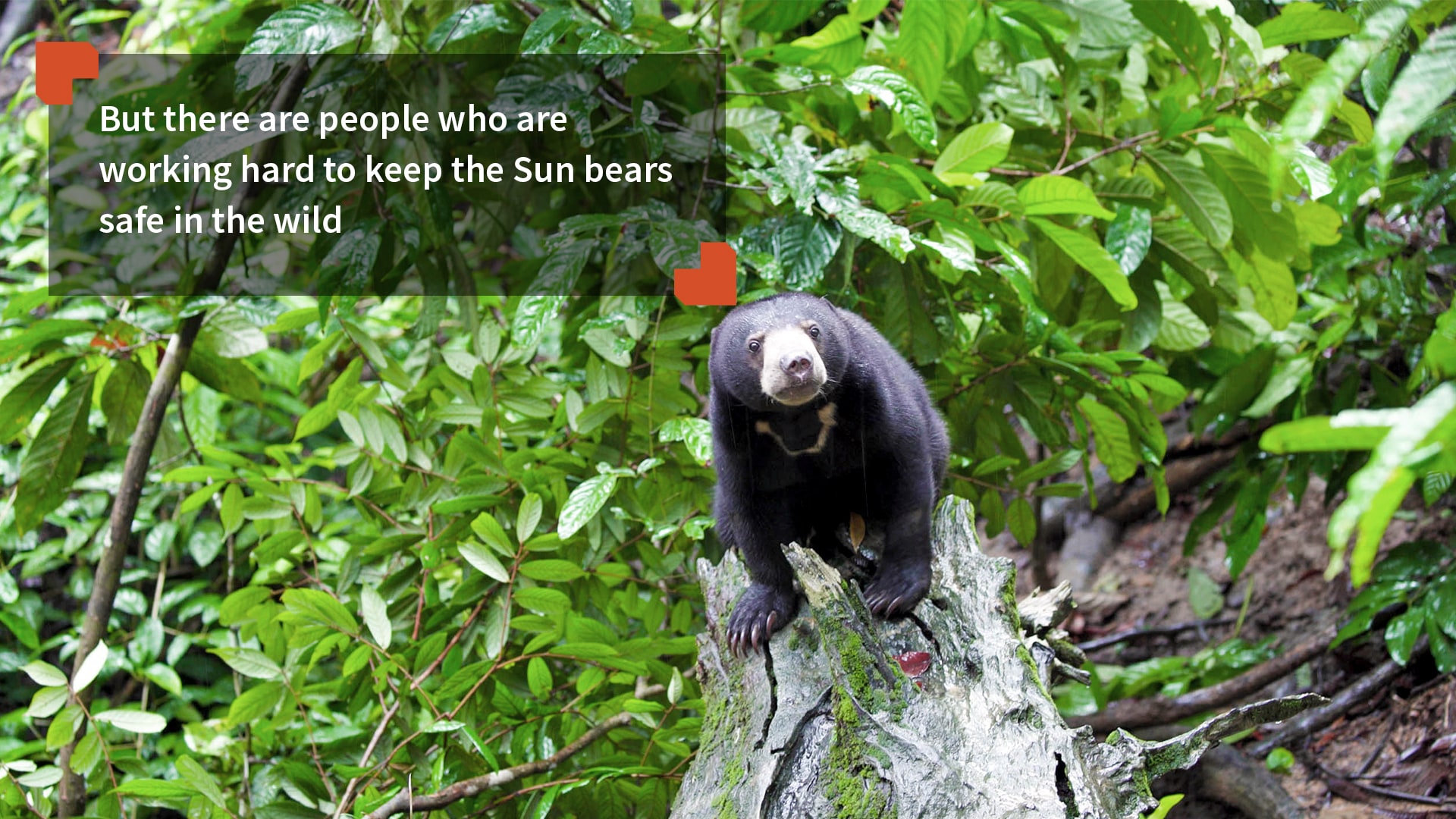 Bornean Sun Bear Conservation Centre A New Dawn for Sun Bears
