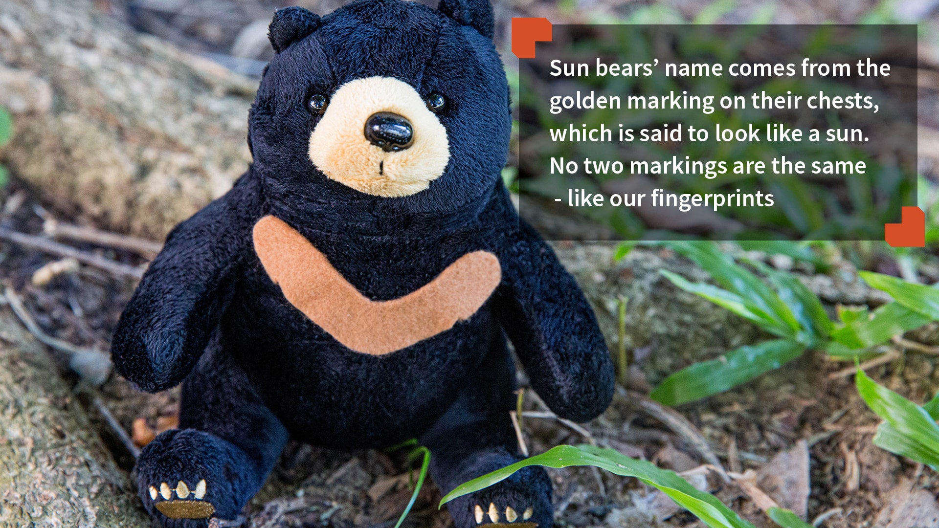 Bornean Sun Bear Conservation Centre A New Dawn for Sun Bears