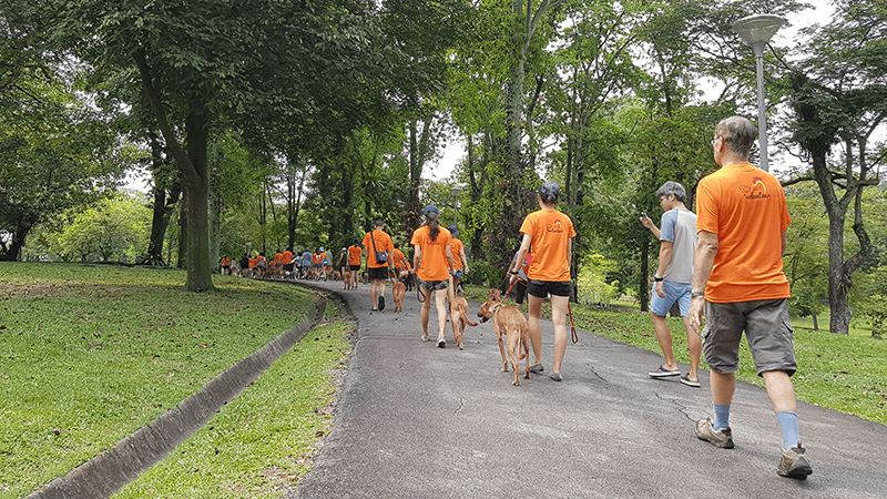 Walking as a pack 