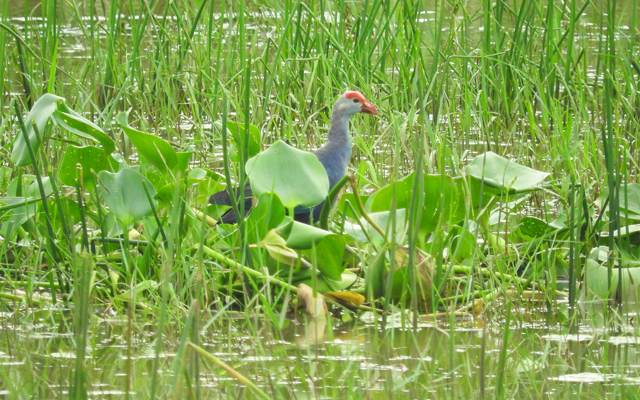 A typical day on the lake sees travellers gliding over the placid waters, guided by boatmen with sharp eyes to spot native birds, such as the swamphen (pictured). Photo by Elita Almeida