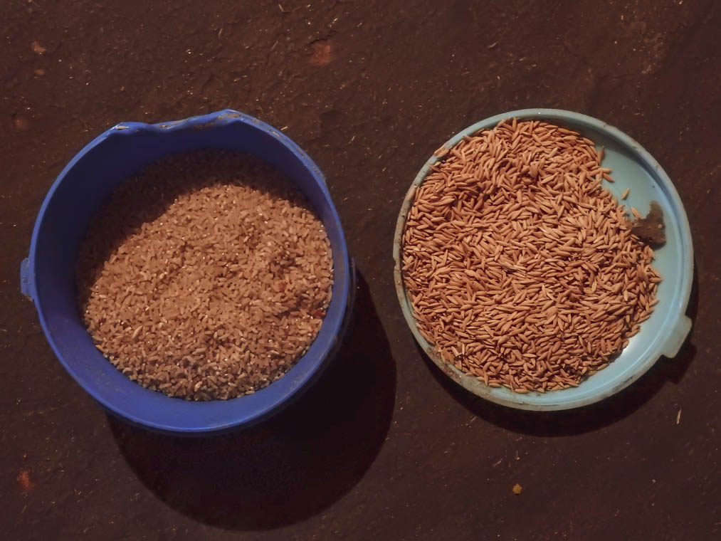 To city eyes, seeing husked (left) and unhusked rice (right) is a glimpse into the effort it takes to put food on places. Photo by Elita Almeida. 