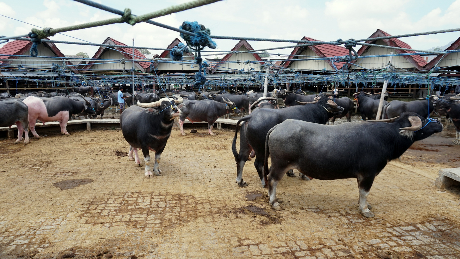 The Pasar Bolu Cattle Market in the town of Rantepao - where buffalos, pigs and roosters are traded. Every Tuesday and Sunday, the market becomes a riot of noise, as buyers and sellers mutter negotiations. A regular buffalo can be sold at 25 million rupiah (US$1,650) while a white spotted one can pull a cool 50 million rupiah (US$3,700). Photo by Upneet Kaur-Nagpal