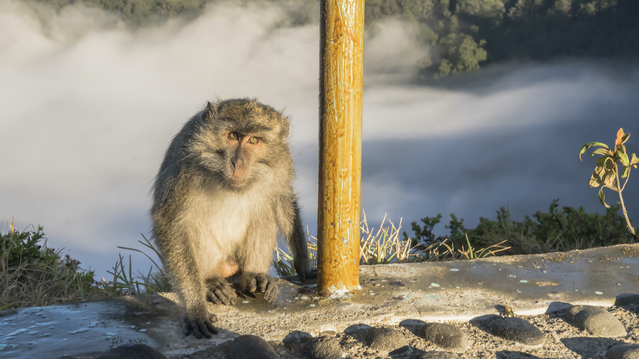 A playful resident macaque of the Kelimutu lakes. In addition to being a biodiversity hotspot, Mount Kelimutu National Park won the 2019 Planet Tourism Indonesia Awards for its achievements in the United Nations’ Sustainable Development Goals. Photo by Andra Fembriarto