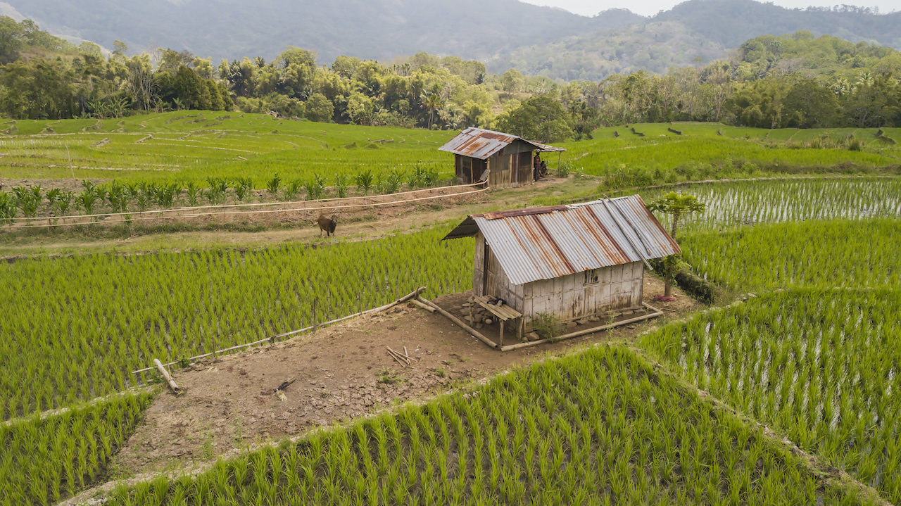 During your trip, you can also hike through rice fields. In stark contrast to Mount Kelimutu, there are no viewing posts constructed for tourists, just farmers’ resting huts where you can rest and take in the scenery. Photo by Andra Fembriarto