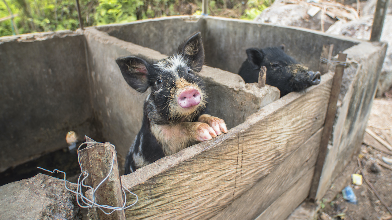 Friendly pigs spotted on the hike. Animal husbandry is an important part of farm life in Flores. Photo by Andra Fembriarto