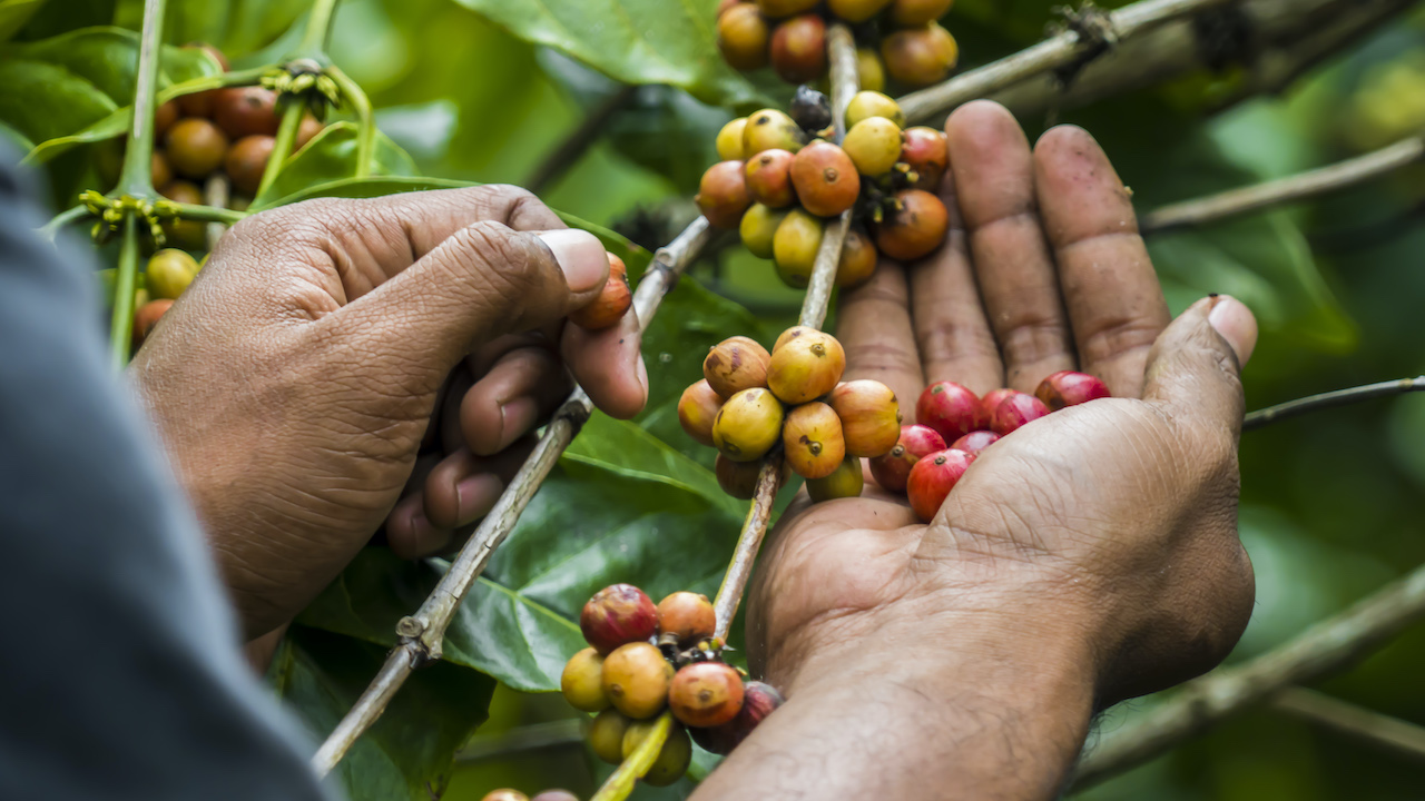 A handful of robusta coffee cherries. In rural Indonesian farming communities, cash crops such as coffee play an important role in providing for big expenses such as university tuition, housing, and financial security. Harvesting coffee cherries by hand is the first of many steps to making the well-loved beverage we know. Photo by Andra Fembriarto