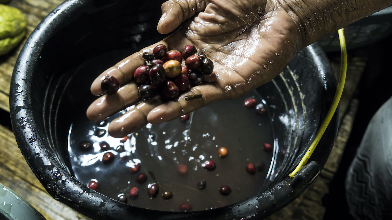 Coffee cherries in a water bath. Better quality cherries sink to the bottom, and inferior ones float. Coffee cherries are picked at peak ripeness where their sugar content is the highest, fuelling their fermentation. The wet cherries are fermented in large bags, allowing their flavour to mature. Photo by Andra Fembriarto