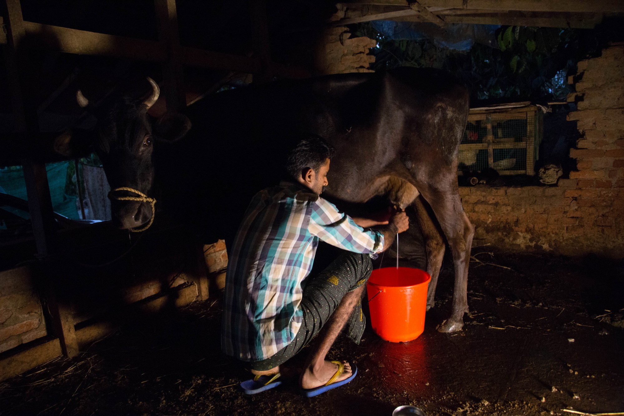 Everyone in the Nambiar family has their own set of tasks and shares responsibility for running the house, the homestay and chores on the farm. Kesavan’s son Rijesh, starts his routine at six, by milking the family cow.