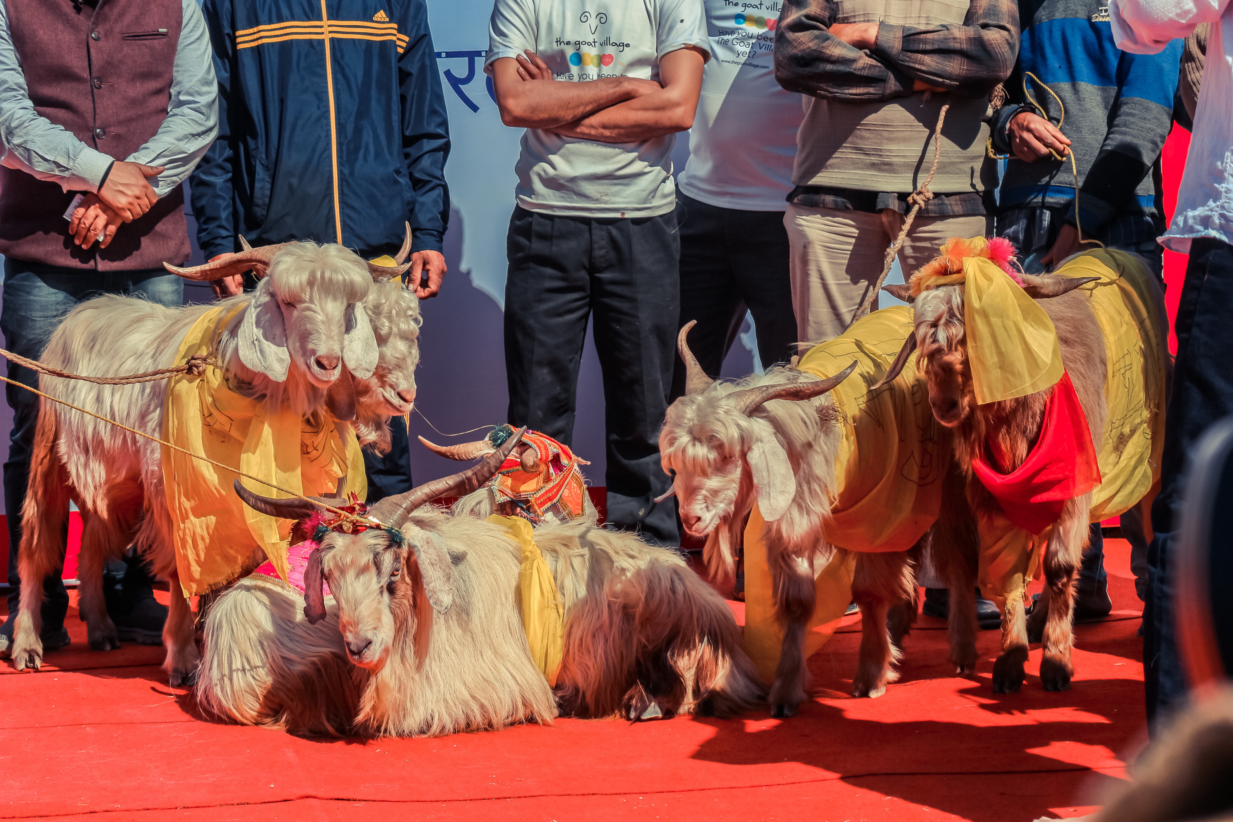 Once in every two years, a grand mass wedding ceremony of goats (yes, goats) from more than 30 villages takes place. Known as Bakri Swayamwar, the event is meant to instill pride in goat farming. Photo courtesy of Prakhar Saraswat