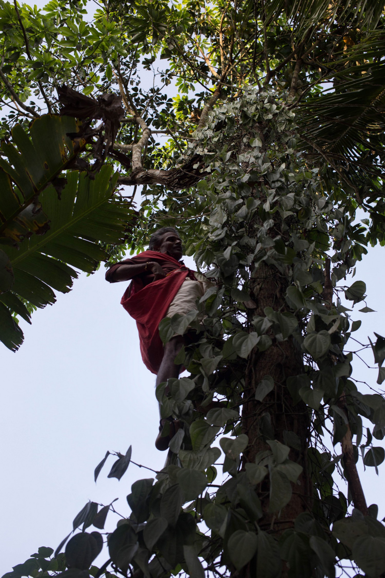 It is the end of pepper season and Kesavan climbs up to pick one of the last fruiting vines. Pepper is a coveted cash crop in Wayanad, often referred to as ‘black gold’. Kerala has a long history of exporting pepper, dating back to the days of the silk route.