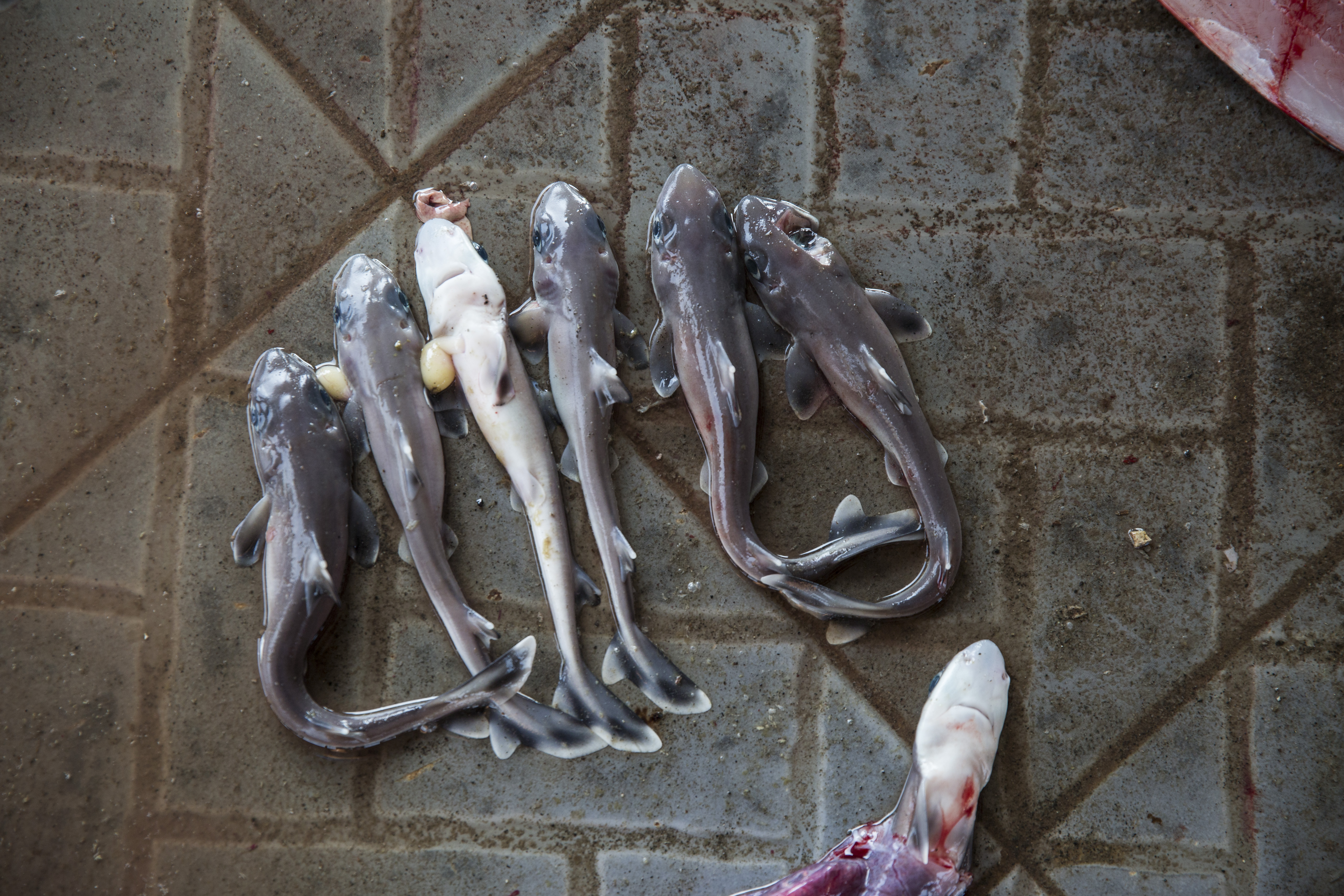 A visit to the Tanjong Luar market reveals the harsh realities of the shark-finning industry, where unborn baby sharks are tossed out after adult sharks are finned. 