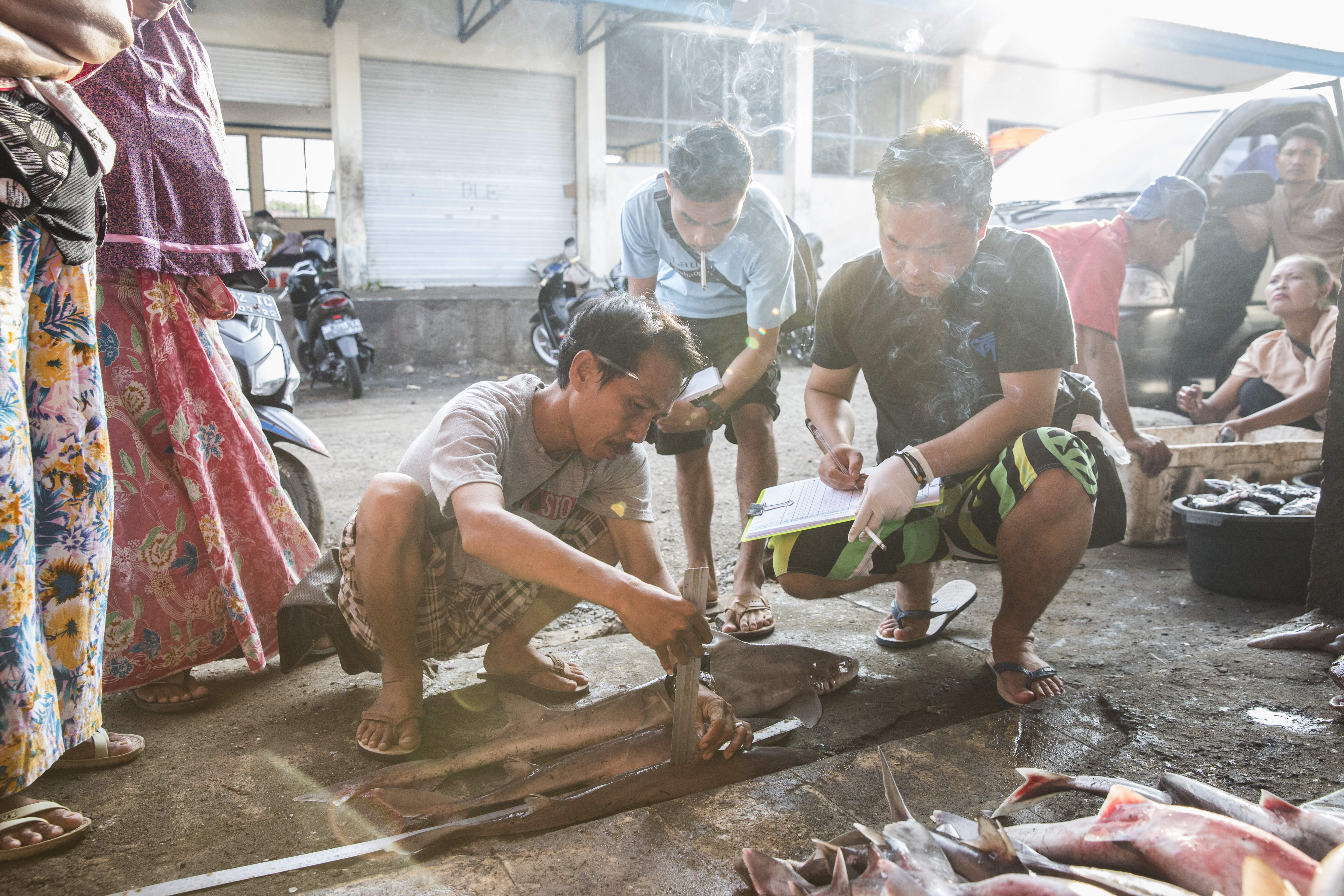 NGO workers are stationed at the market daily to collect data on sharks that have been hauled up for finning to help with advocacy and environmental conservation work. 