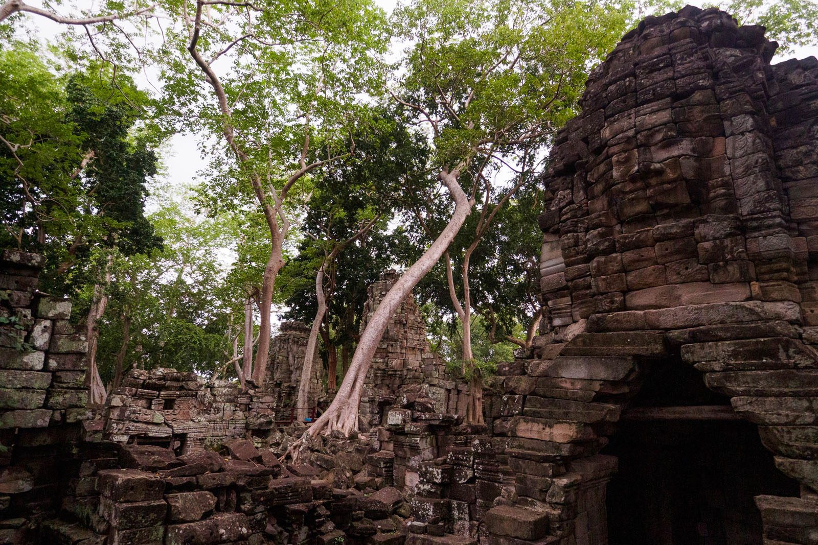 Nature takes over. Over the centuries, trees and vines have grown up around the Banteay Chhmar temple ruins. Photo by Emily Lush