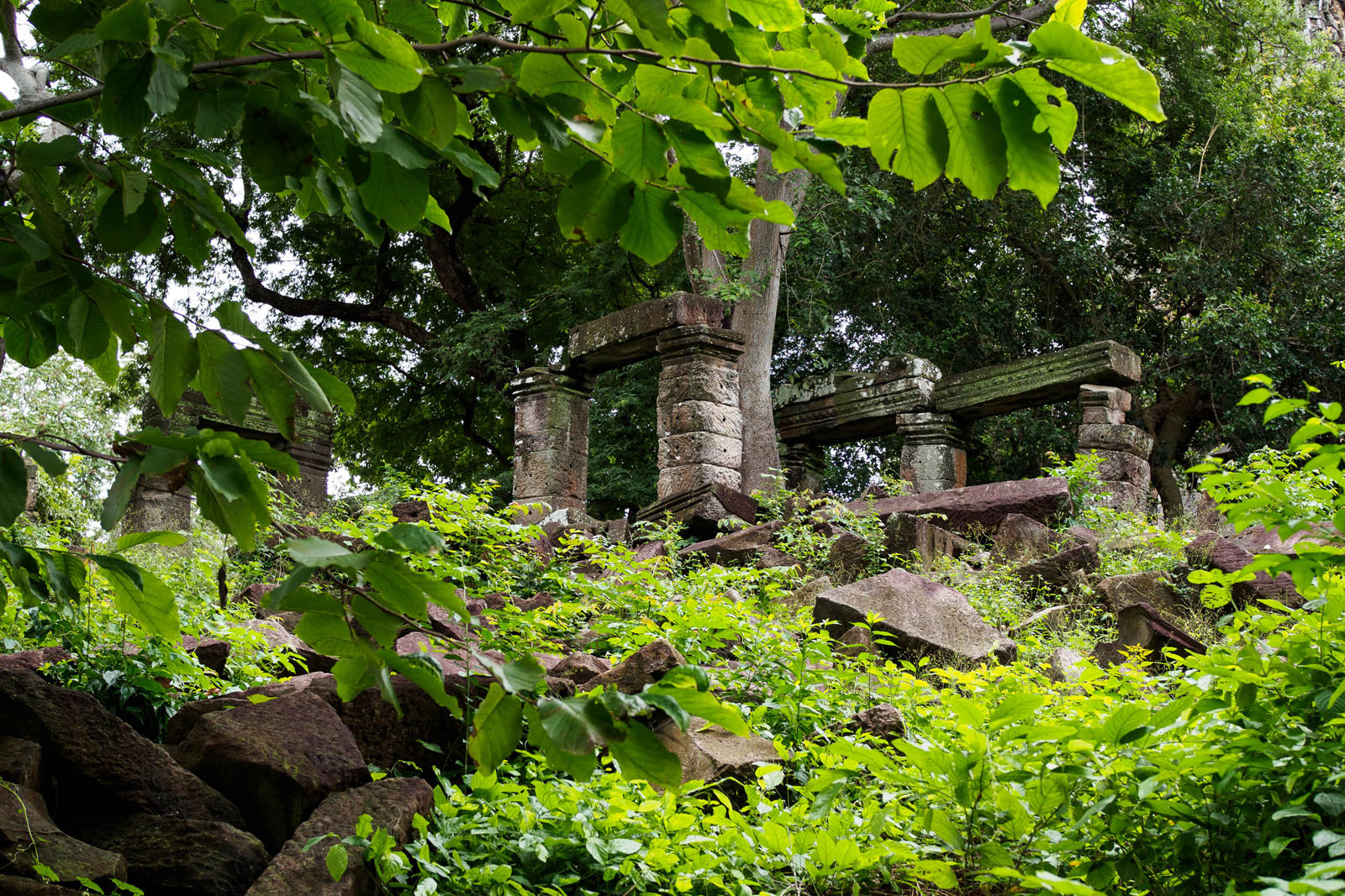 Many of the temple ruins at Banteay Chhmar are overgrown. This only adds to their allure. Photo by Emily Lush