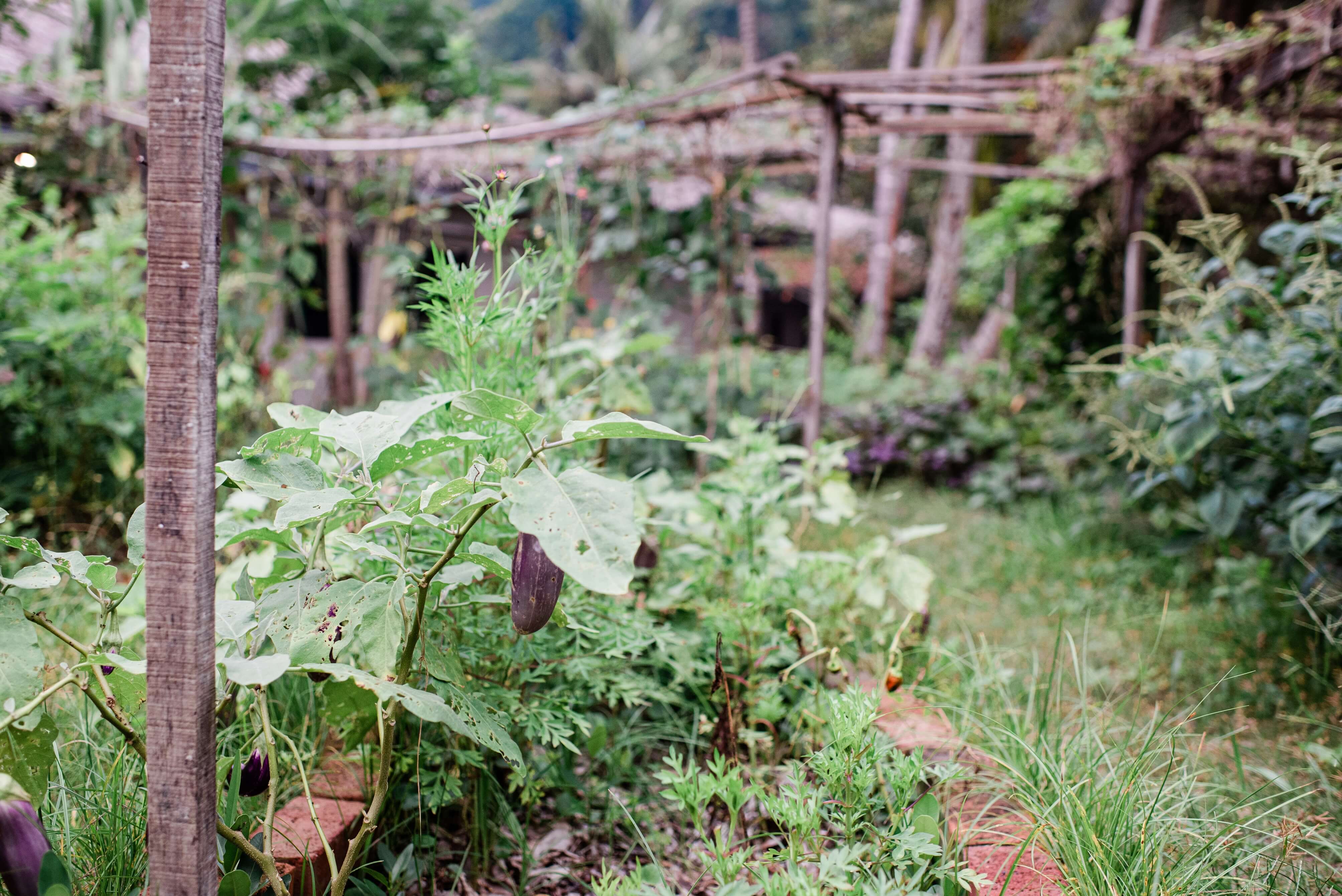 The resort has been steadily increasing its use of solar power and has started a small farm and plant nursery, from which some of its food is sourced. Photo by Kenny Ng 