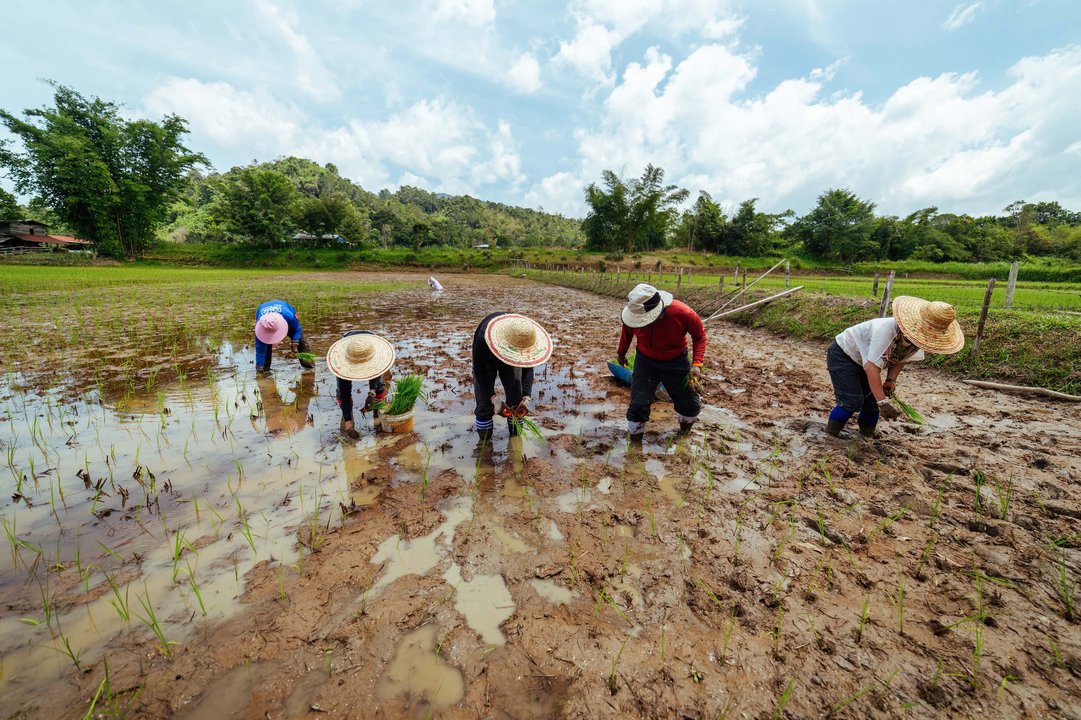 A group of travellers standing in a muddy field in Long Semadoh valley, bent over to plant rice.