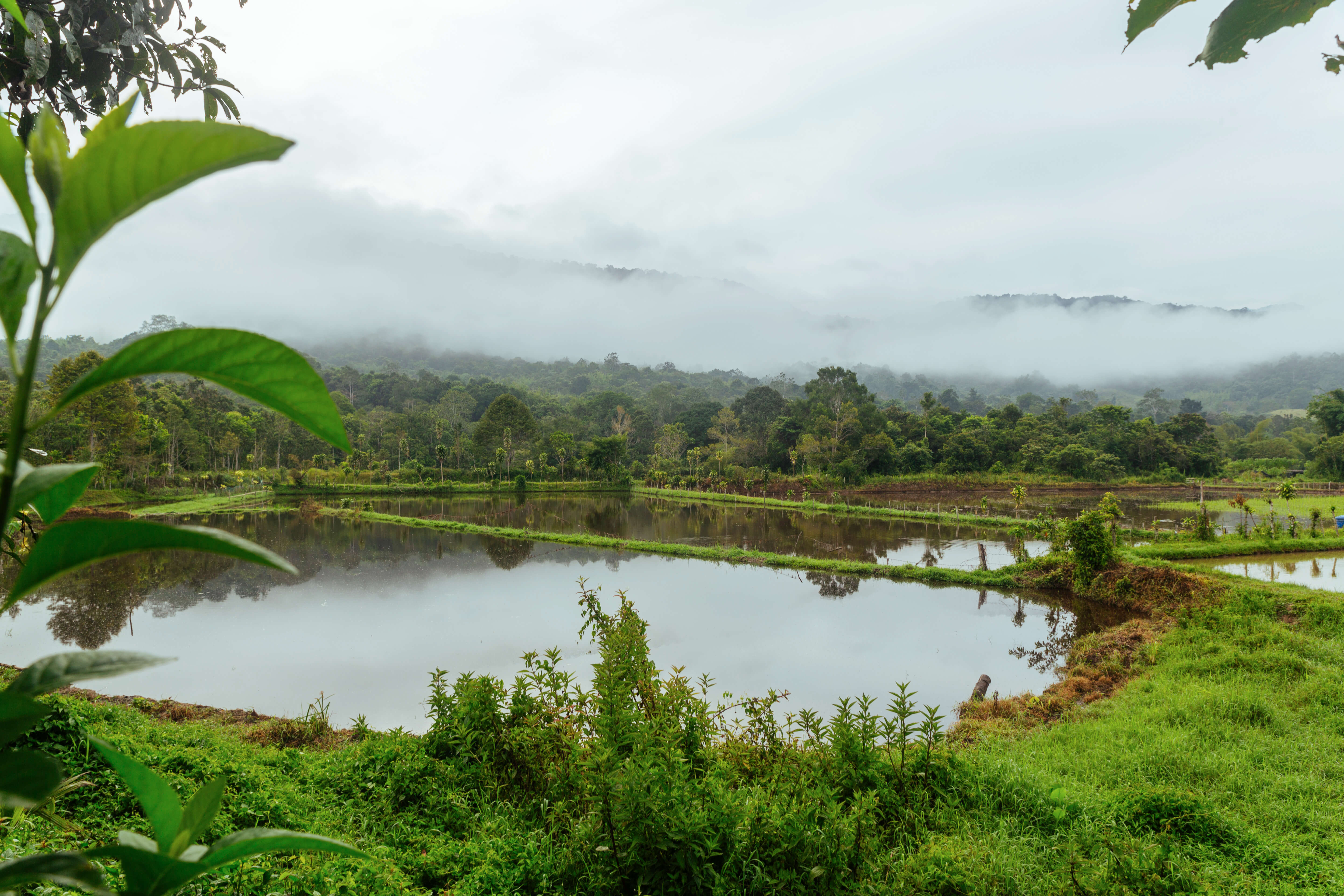 View of a rice paddies submerged in water, surrounded by lush greenery-covered mountains.