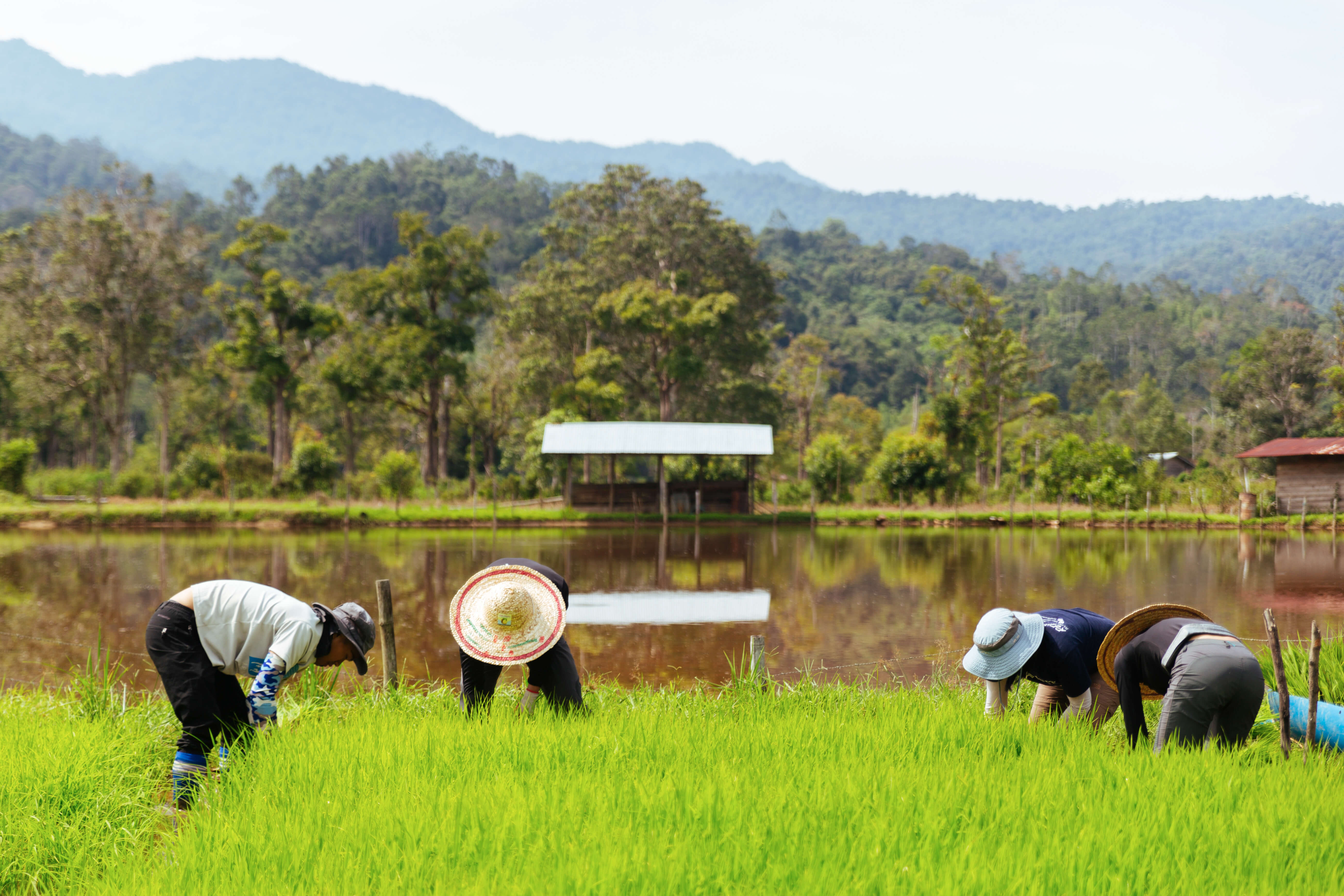 Farmers planting rice in a field, with green seedlings in the foreground, and a submerged paddy field in the background, reflecting the surrounding landscape of farms and mountains.