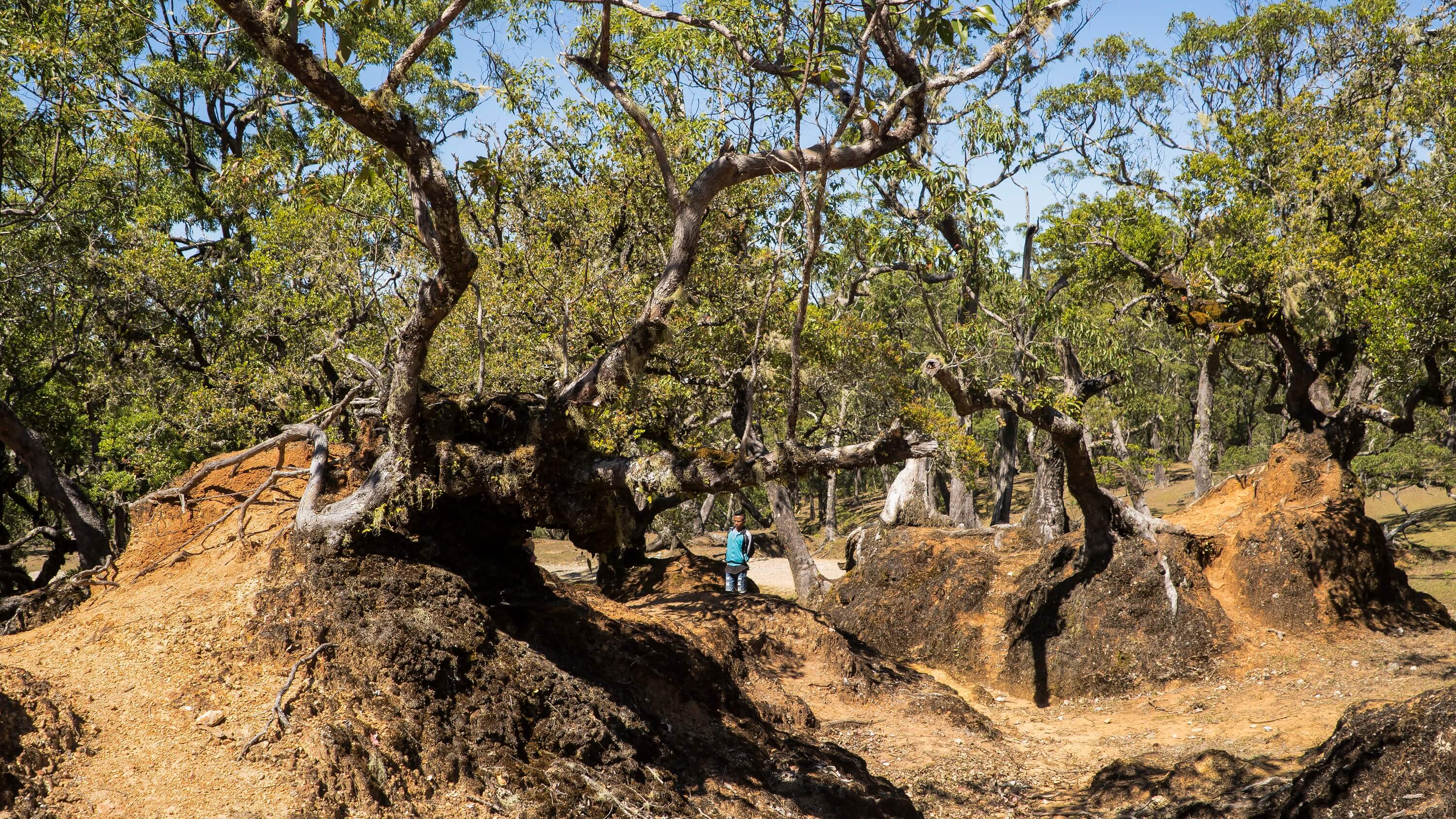 Mount Mutis’ bonsai forest is a sacred site for harvesting honey and praying to the ancestors in Timorese indigenous religion. Photo by Andra Fembriarto