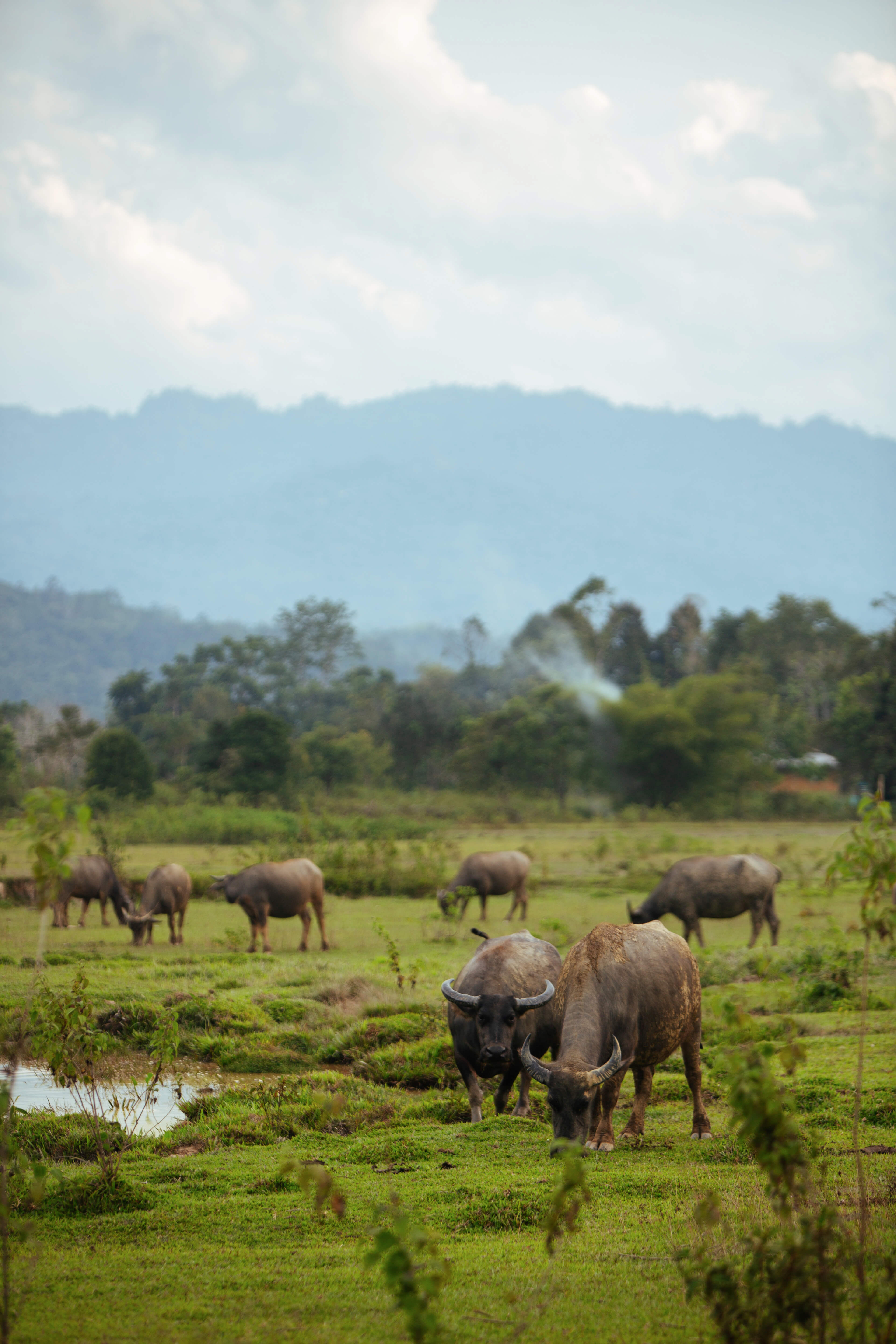 A herd of buffalo grazing in a nearby field, with mountains rising in the background. As Lilian, another one of Langit’s founders puts it: “Buffaloes have the best life in Long Semadoh. They literally just poop, eat and siesta!” Buffalo poop is also an important fertiliser for Langit’s farmers, who have weaned off using chemical pesticides and fertilisers.