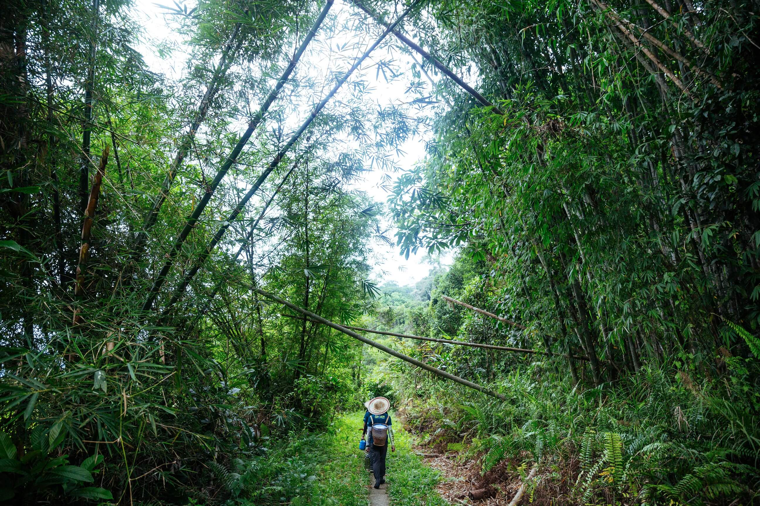 A man walks on a trail through a bamboo forest, which tower 3-4m over him. 
