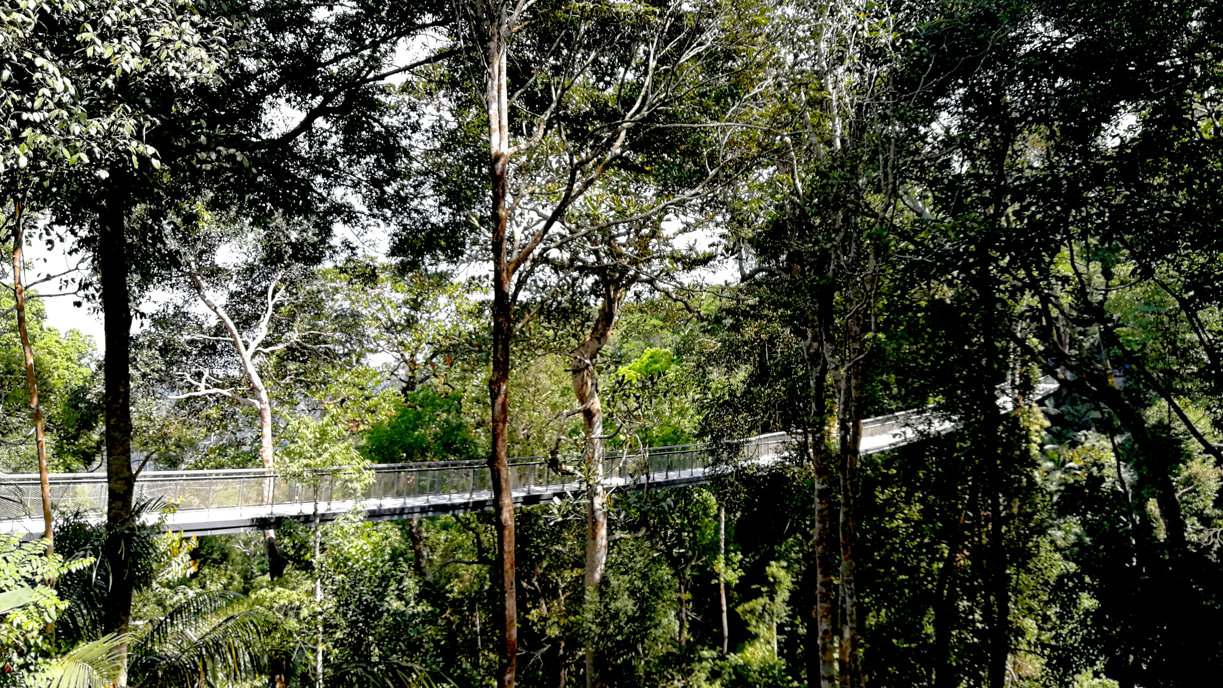 A reprieve from the crowds and traffic is The Habitat Penang Hill, an eco-tourism attraction on the fringe of a 130 million-year-old forest reserve. It combines fun experiences like a treetop walk with excellent free tours that educate visitors on Penang’s rich biodiversity and the need for conservation. Photo by Alexandra Wong