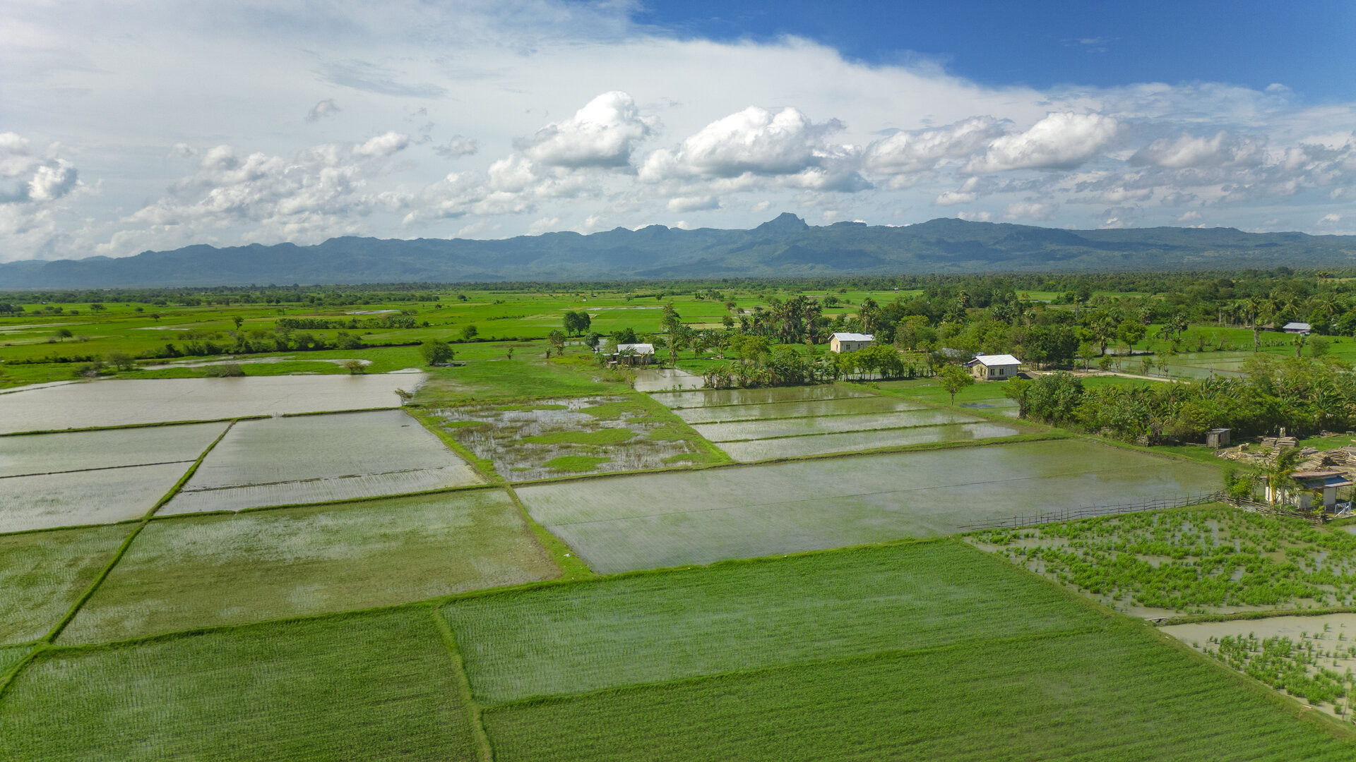 Around 45 minutes outside of Kupang, travellers can visit the Oesao Paddy Fields.