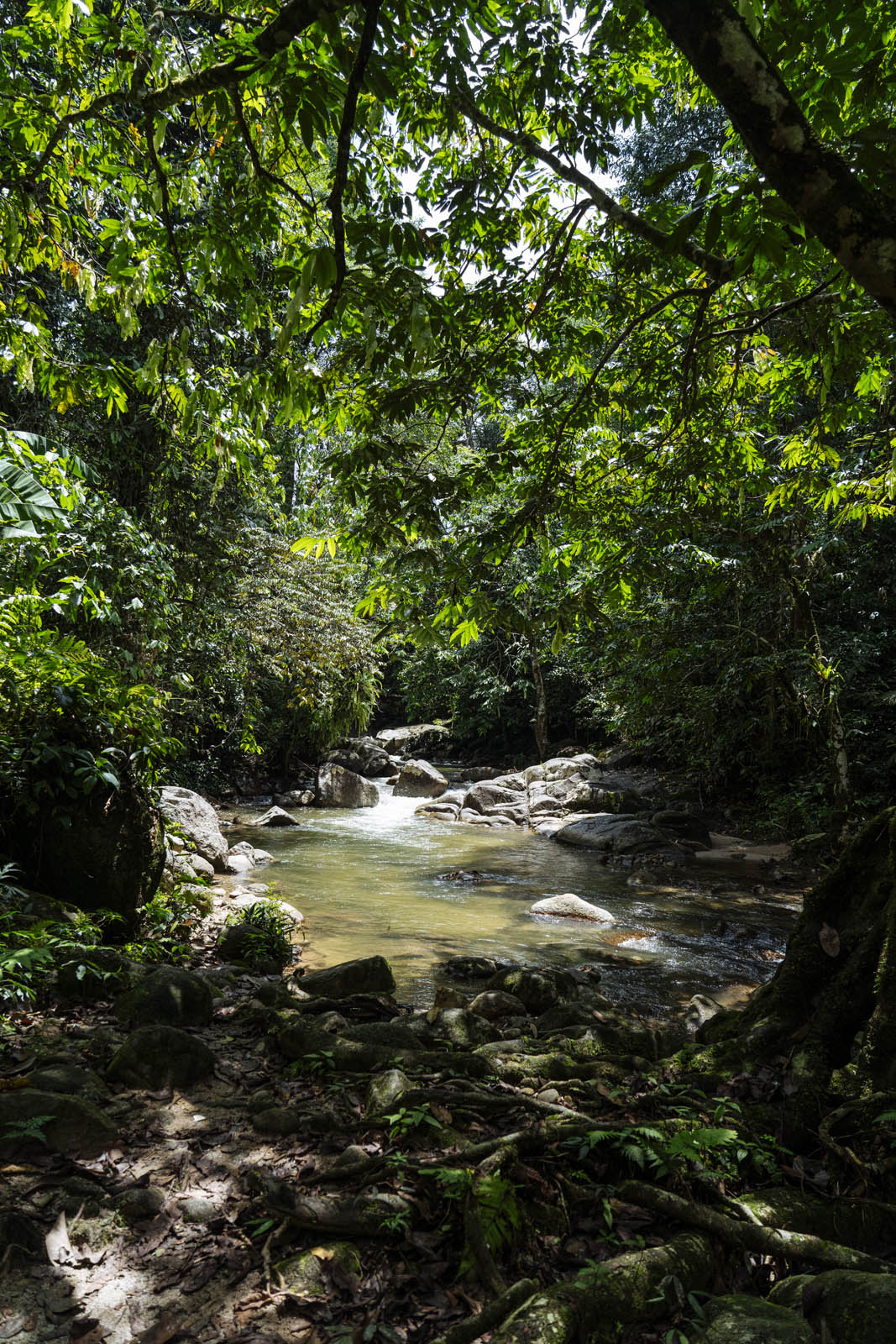 Ulu Geroh’s Rafflesia hike brings visitors through lush rainforest. Photo by Teoh Eng Hooi.