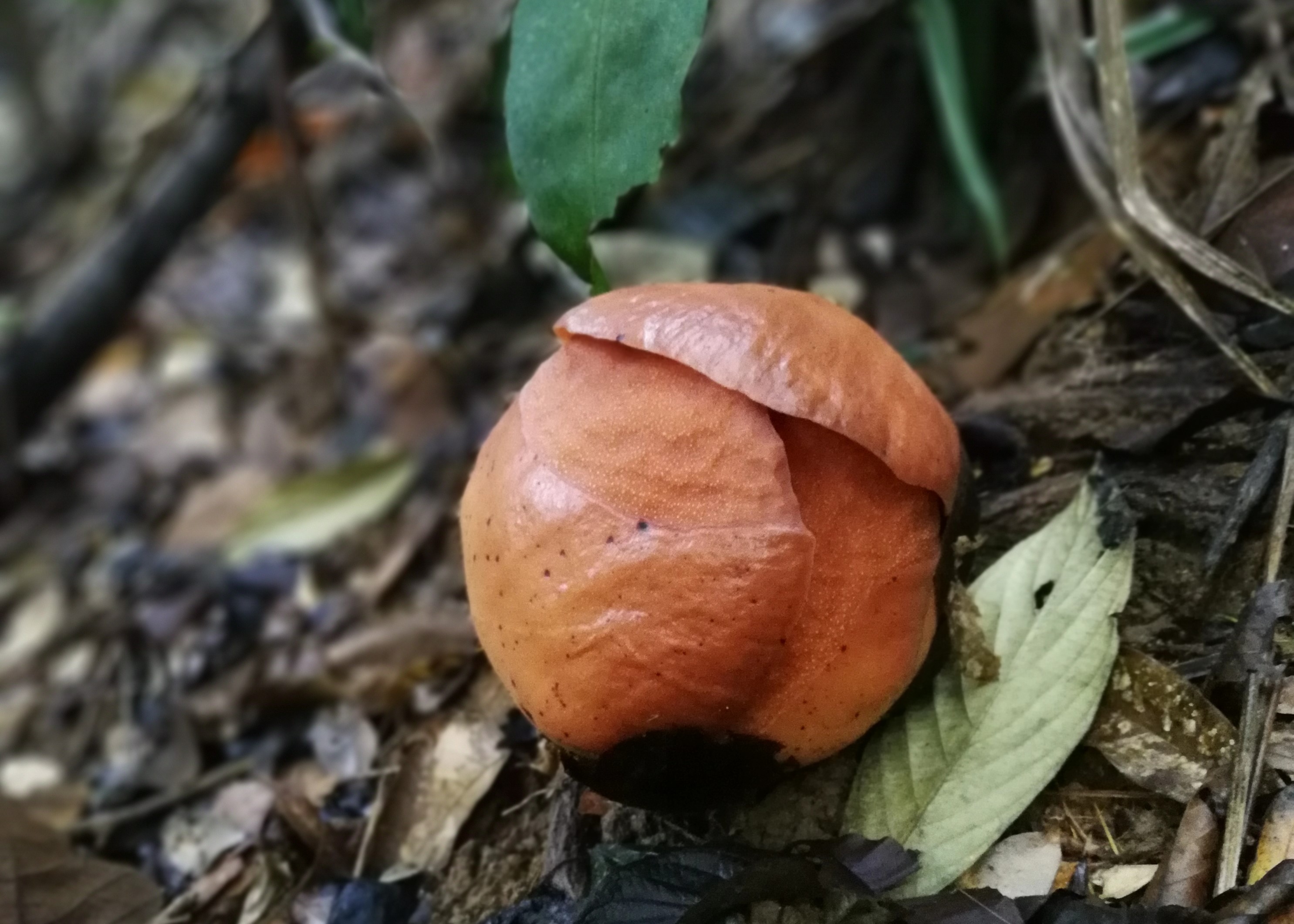An rafflesia bud, which locals are careful not to disturb. Not all travellers see them in bloom and some make several trips before they get lucky.