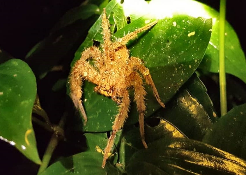 A David Bowie Huntsman spider spotted during a night walk in the forest.