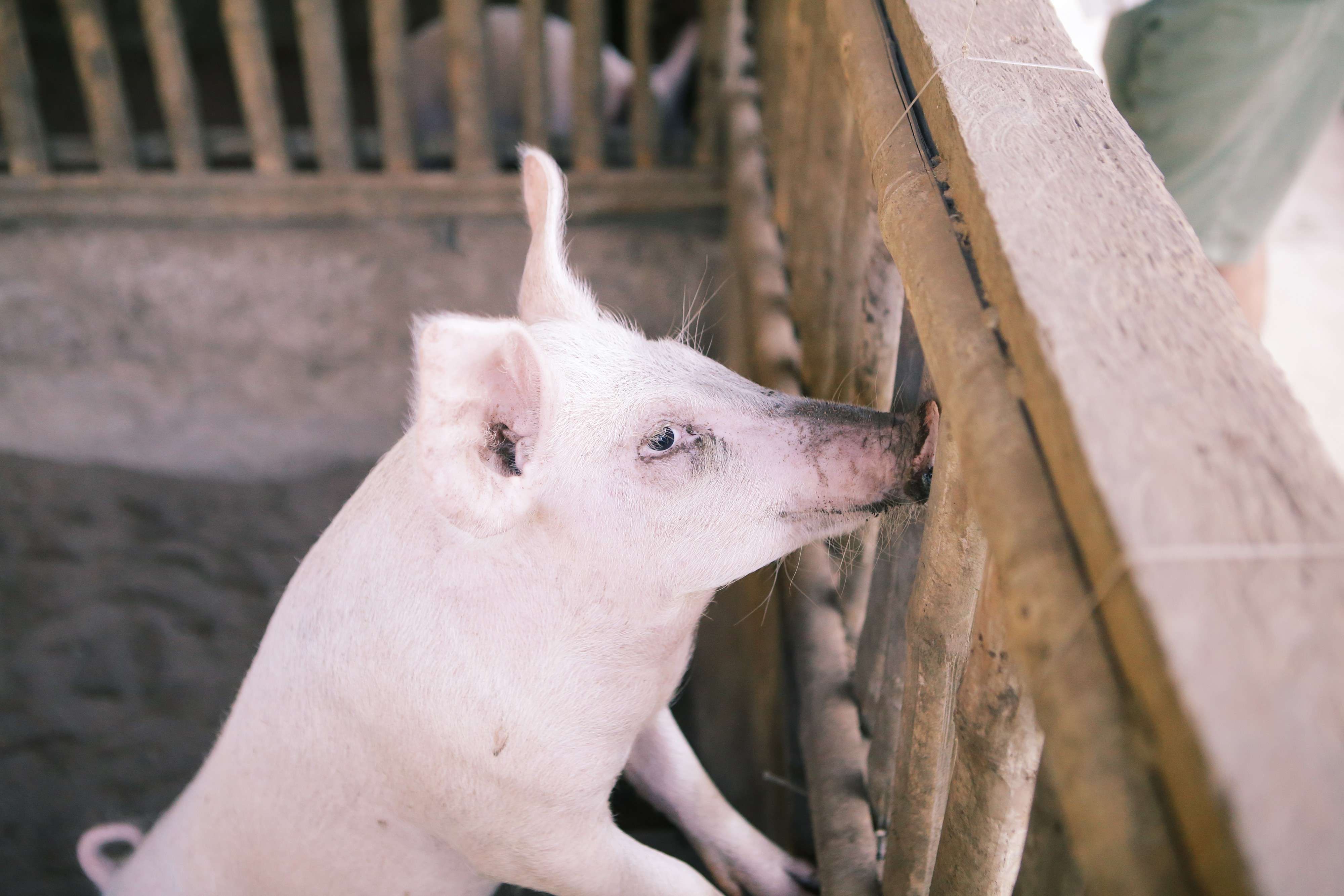 Growing produce and raising its own livestock is part of Tao’s mission to secure its food supply; for example, pigs are raised for food to address the problem of overfishing. Tao also researches and develops sustainable farming practices.