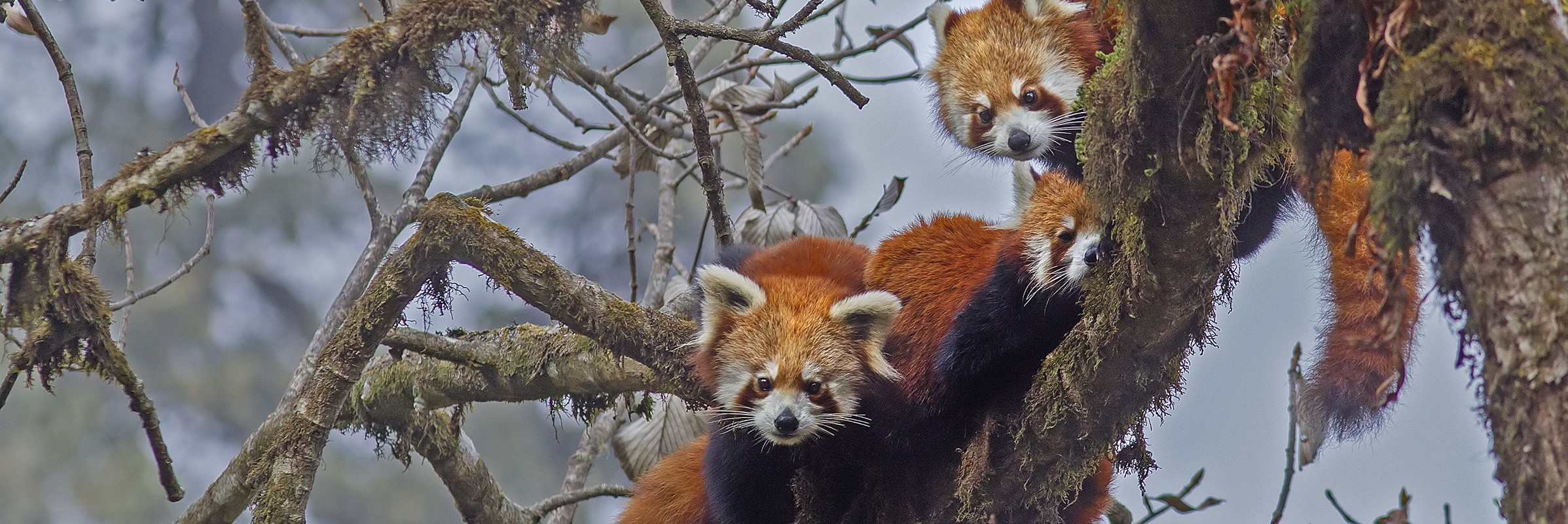 Three red pandas nestle amid the branches of a frost-covered tree in India. 