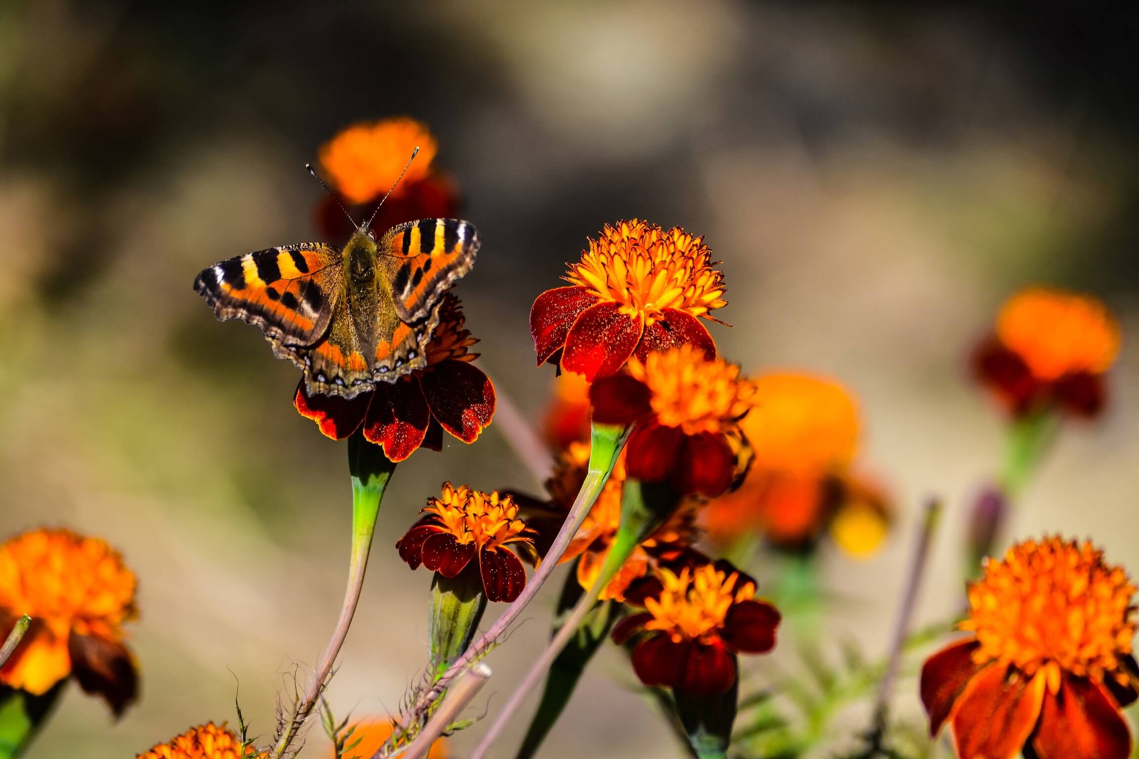 A butterfly sits on a flower in the Himalayas, India