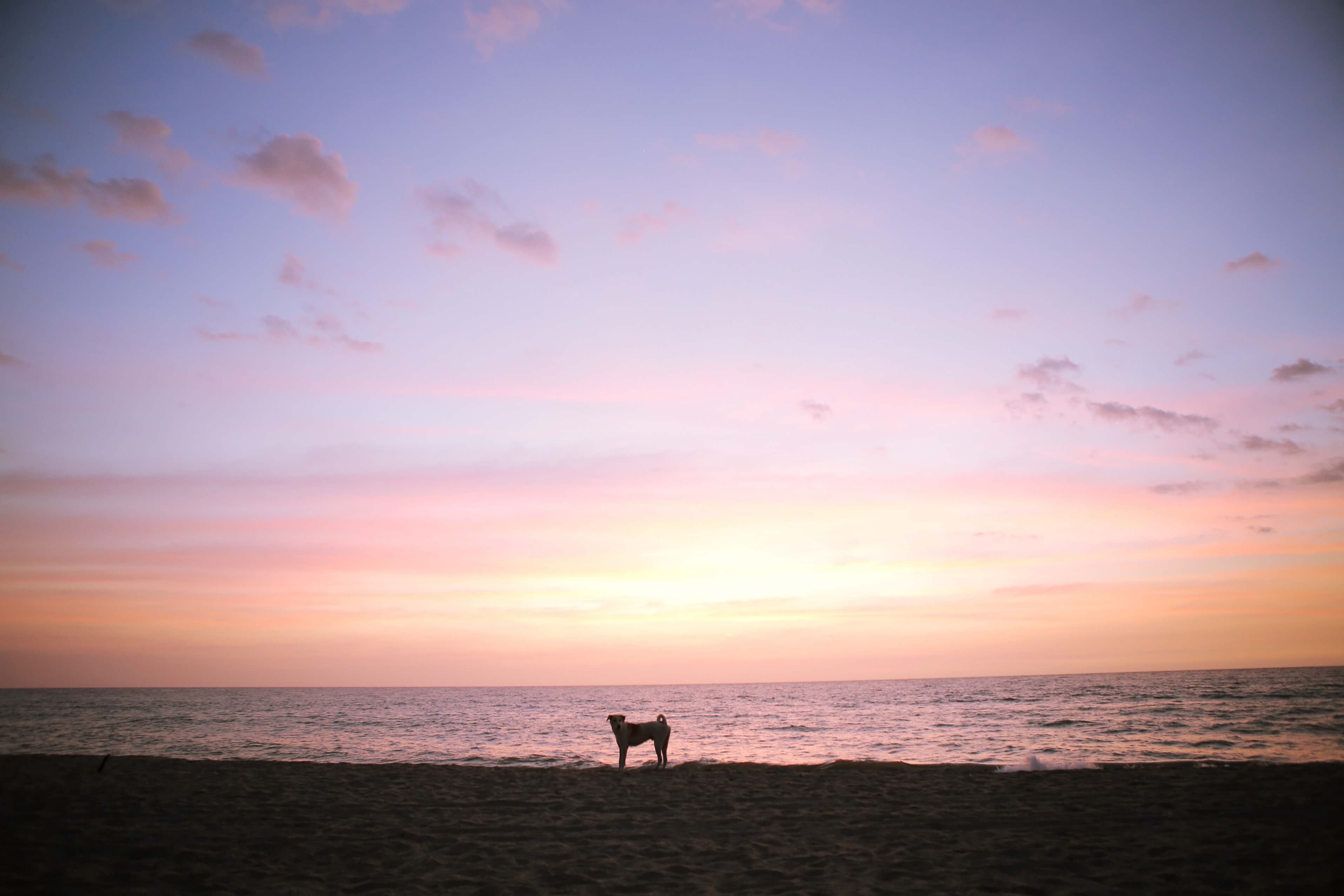 The silhouette of a dog is seen against a pink and purple sky as the sun sets on the beach.