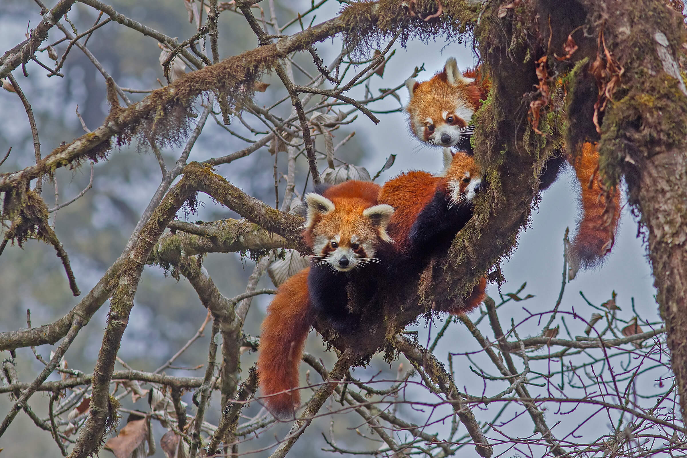 A trio of red pandas nestle amid the branches of a frost-covered tree in India. 