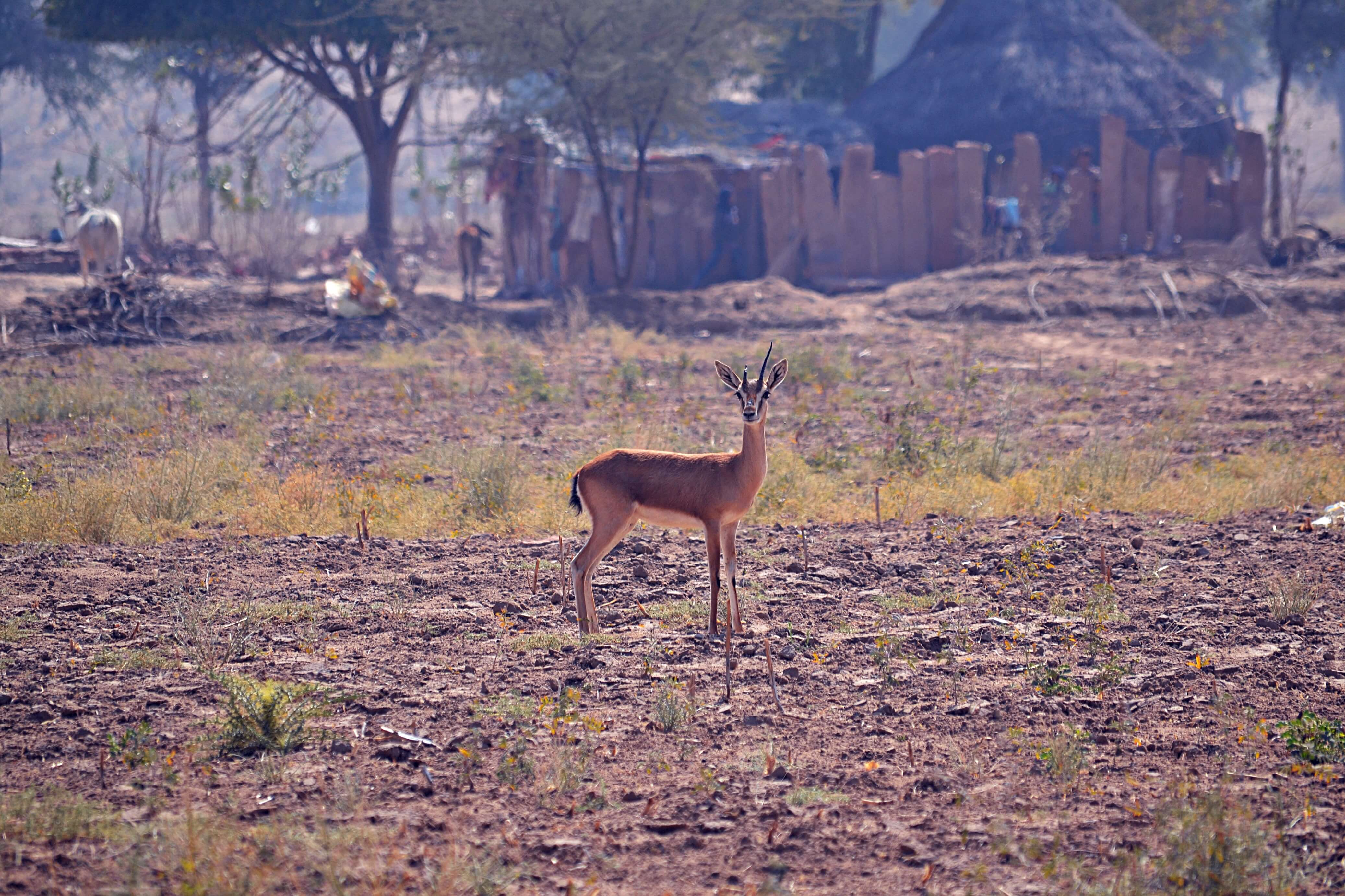 A chinkara (a type of Indian gazelle) grazing near the village. Unique wildlife is a draw for travellers, who can embark go on safaris during their stay. Photo by Stuti Bhadauria