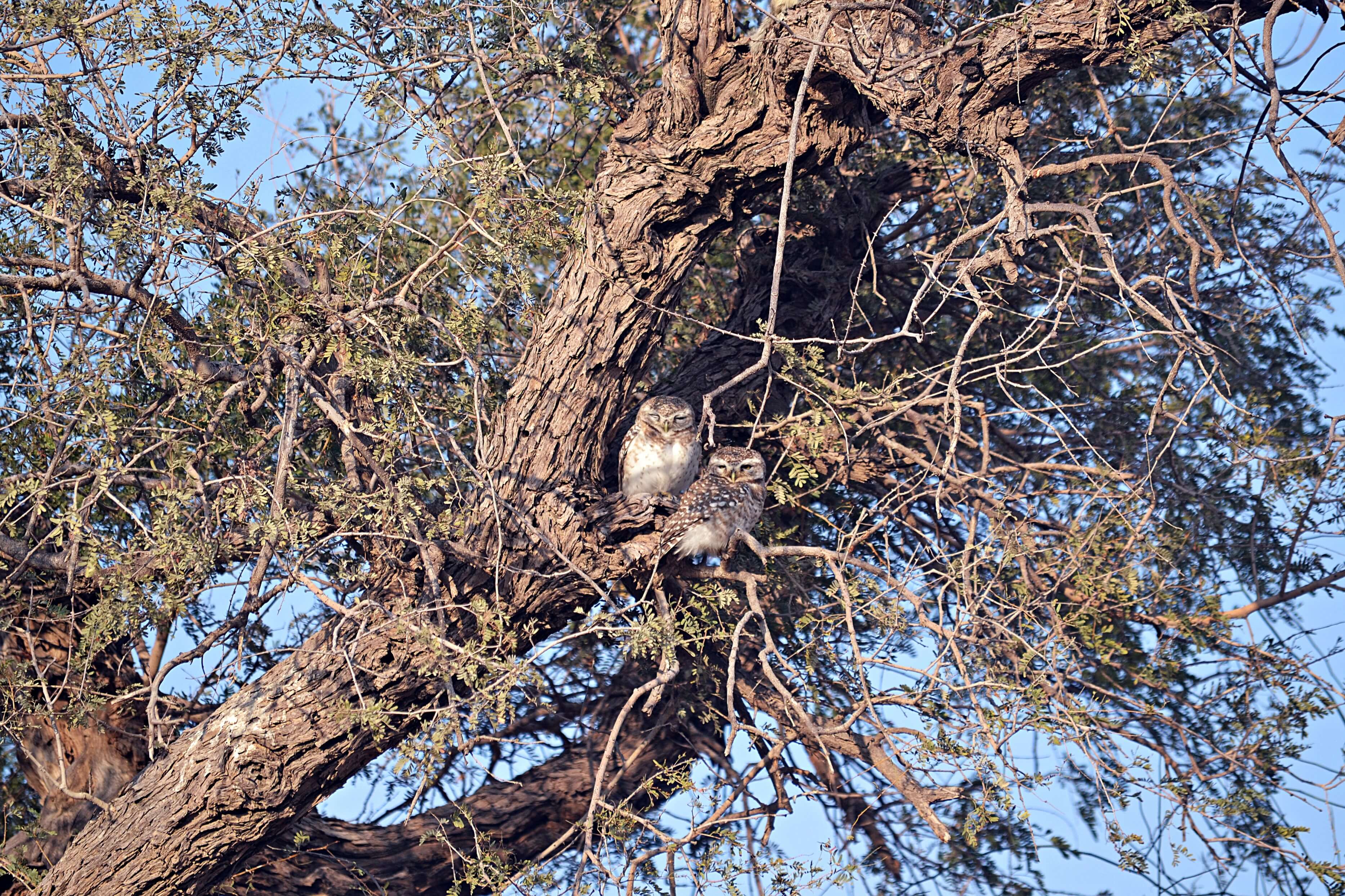 A pair of spotted owlets sitting in a tree. Other animals that can be seen in Thar include the blue bull, known locally as the nilgai. Photo by Stuti Bhadauria