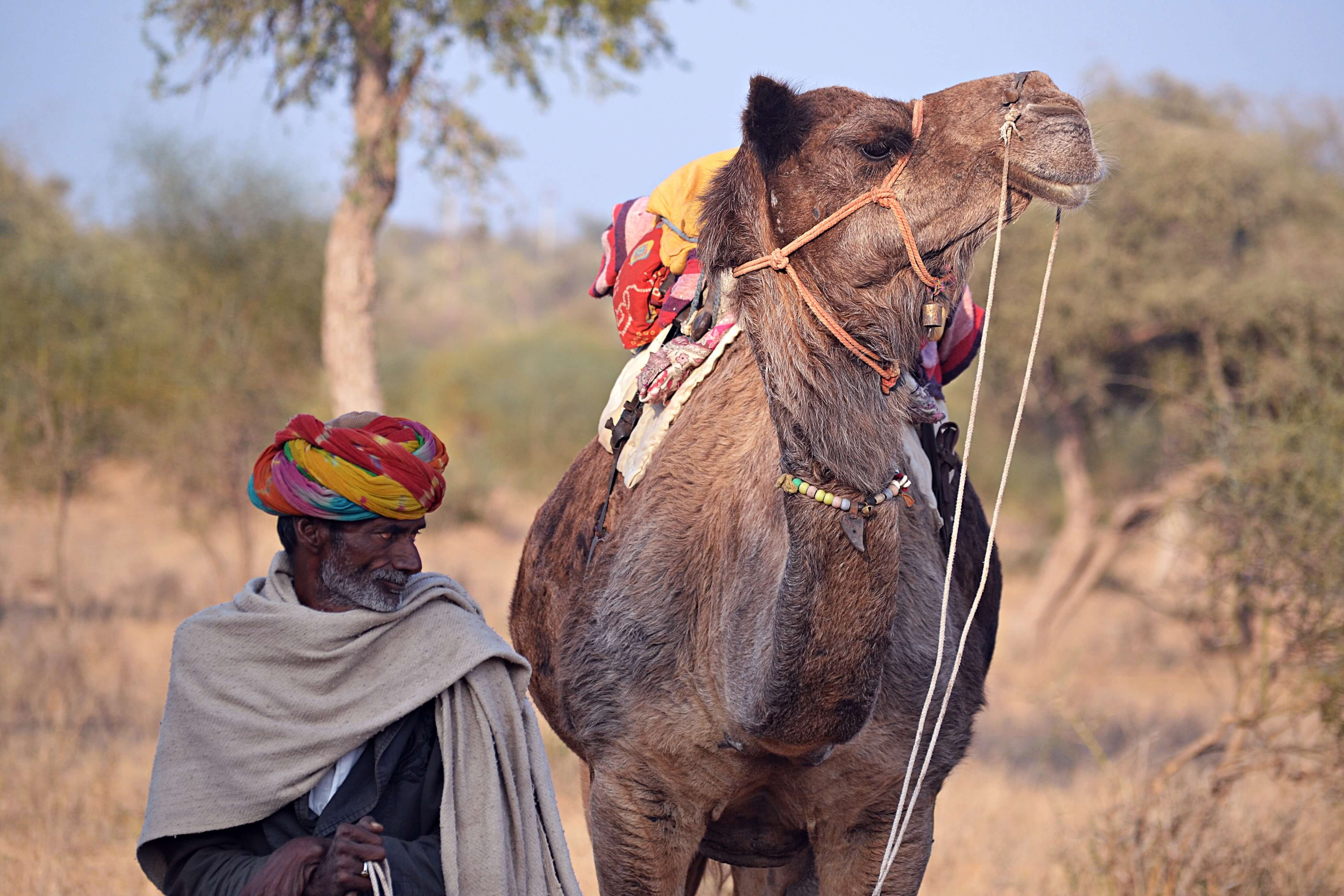 You can interact with the herders and their animals up close, before deciding if you wish to take a camel ride. Photo by Stuti Bhadauria