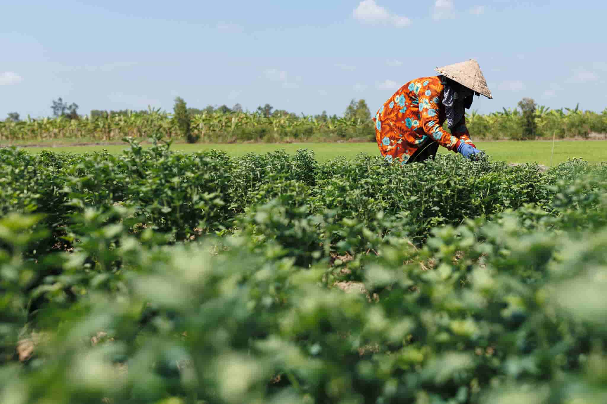 A woman farmer working in the fields of the Mekong Delta