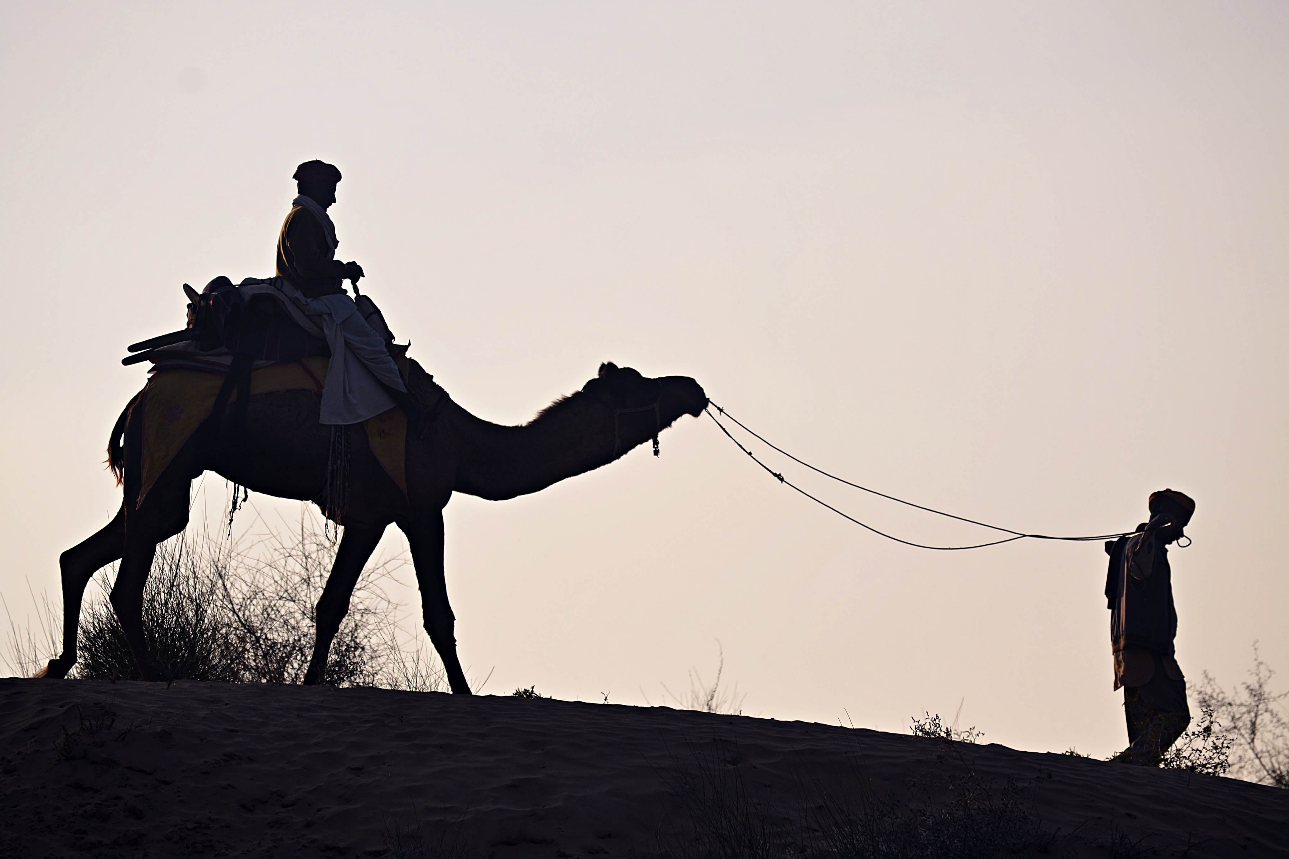 Camel in the Thar desert in Rajasthan, India