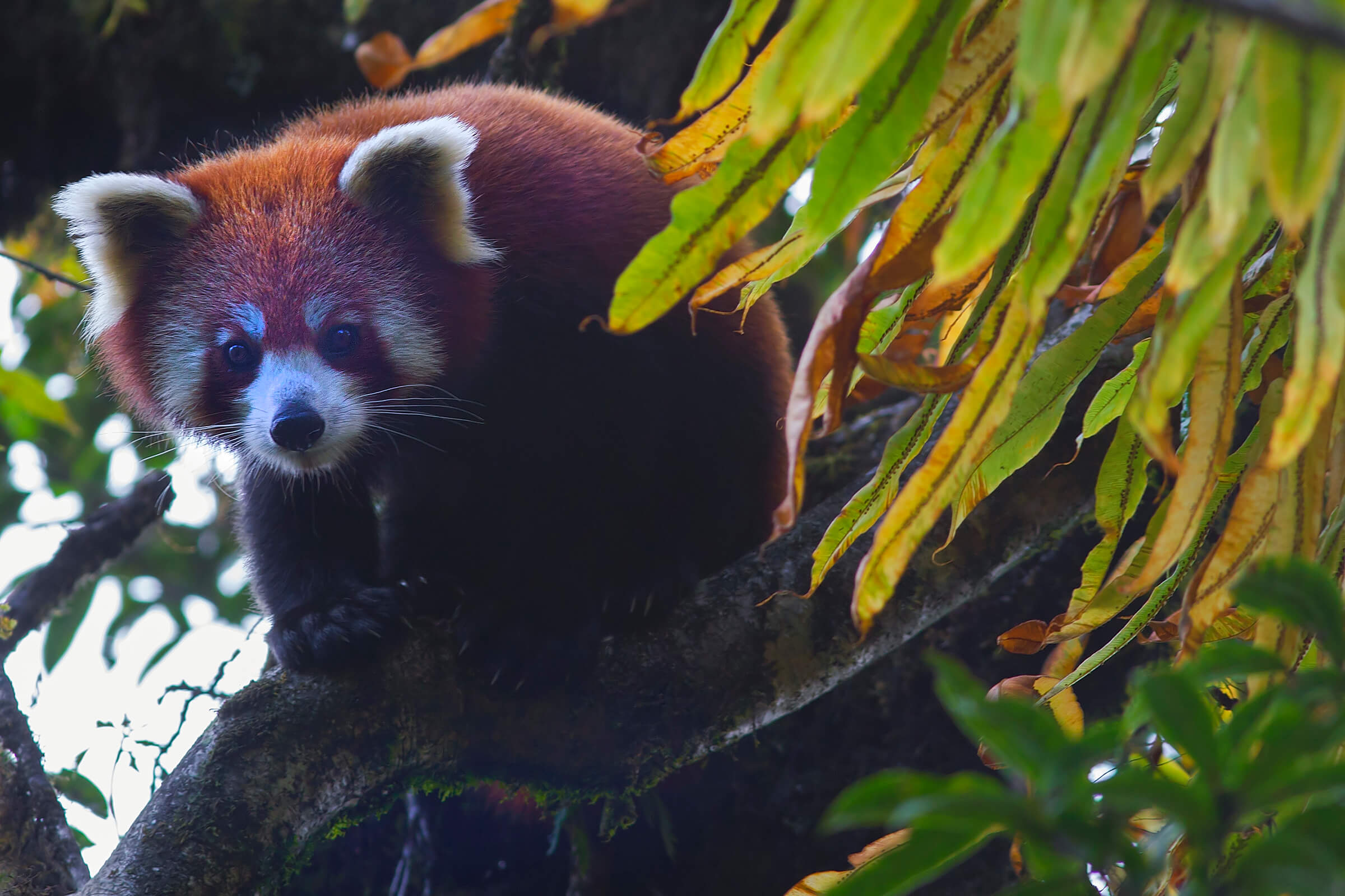 A red panda sits in a tree 